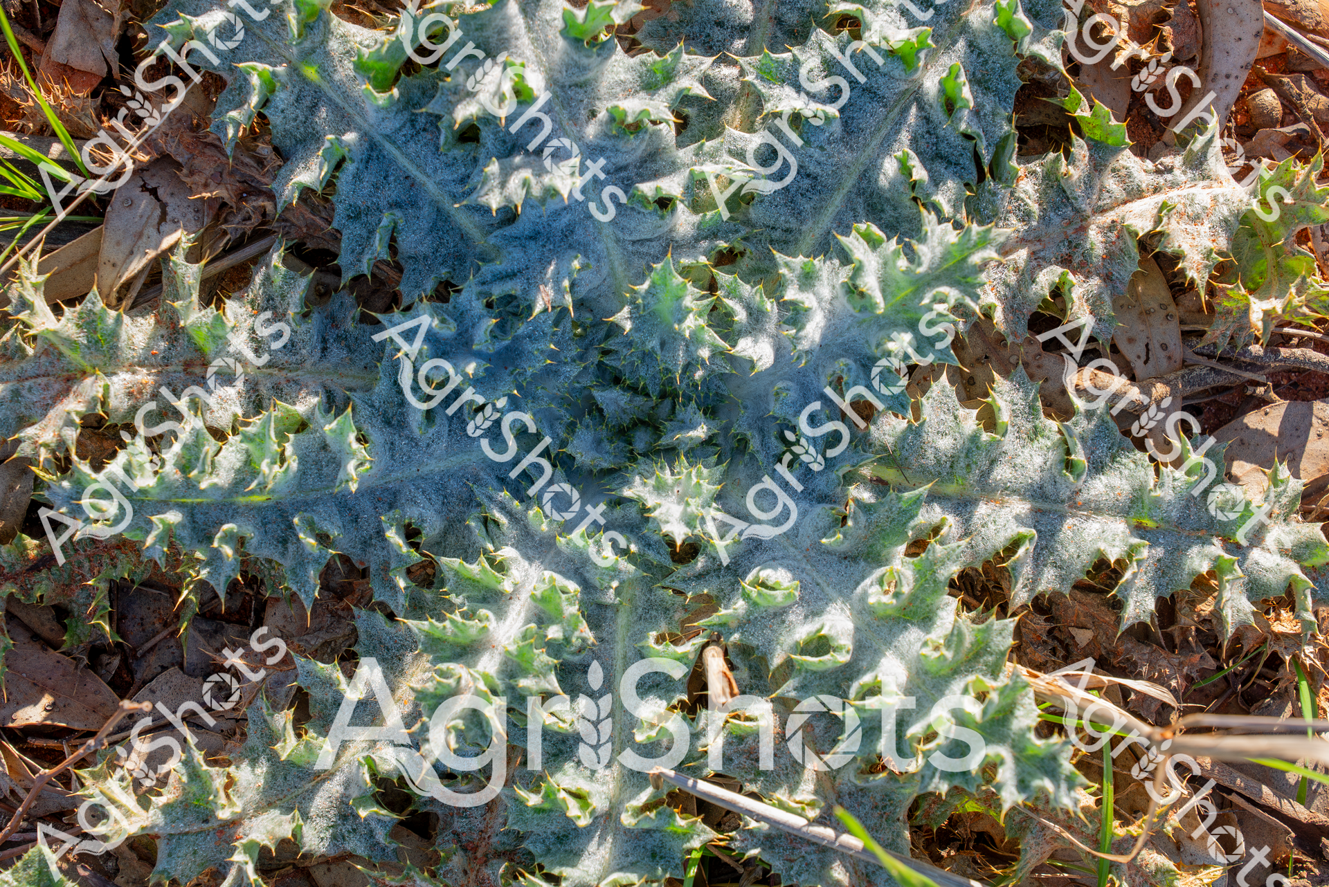 ALMABIN_2828098404_2880647-scaled-watermarked-image-1.png
