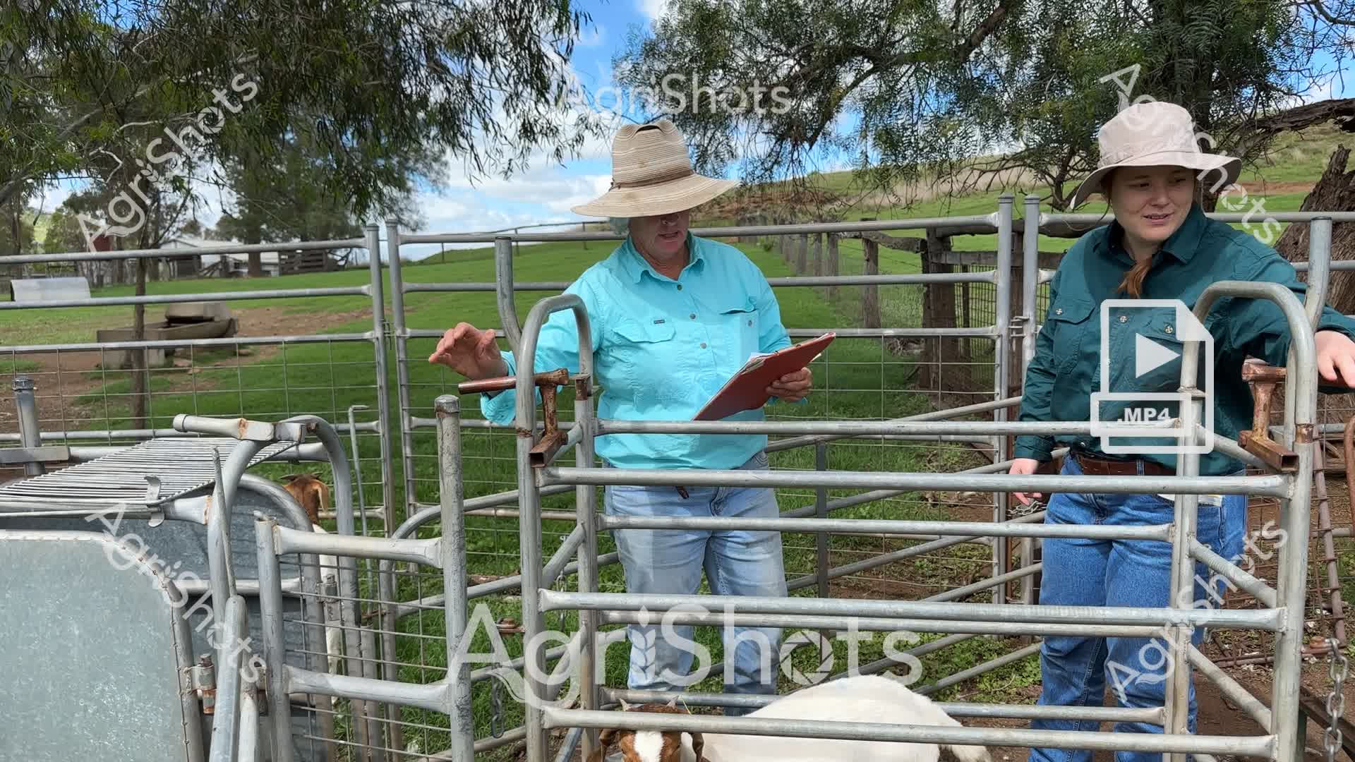 Two agricultural workers carefully manage livestock in a rural farm setting, standing within a robust metal livestock handling yard. A woman in a bright blue shirt and wide-brimmed sun hat holds a red clipboard, suggesting she is conducting an inspection or recording livestock data. Beside her, another woman in a dark green shirt and pale bucket hat assists with the livestock management process.

The metal livestock handling yard, constructed of galvanized steel gates and panels, provides a secure and efficient space for animal handling and assessment. Designed with multiple entry and exit points, these yards are critical infrastructure for modern farming operations, allowing safe movement and close examination of livestock.

The surrounding landscape features green pastures with scattered eucalyptus trees, indicating this is likely a productive agricultural property in rural Australia. The clear sky and lush grass suggest it is spring or early summer, a favorable season for livestock management and grazing.

Their professional attire - practical work shirts, sturdy jeans, and protective sun hats - reflects the practical requirements of agricultural work, emphasizing both functionality and sun protection in the outdoor environment. The scene captures the methodical, professional approach to livestock management in contemporary Australian farming.