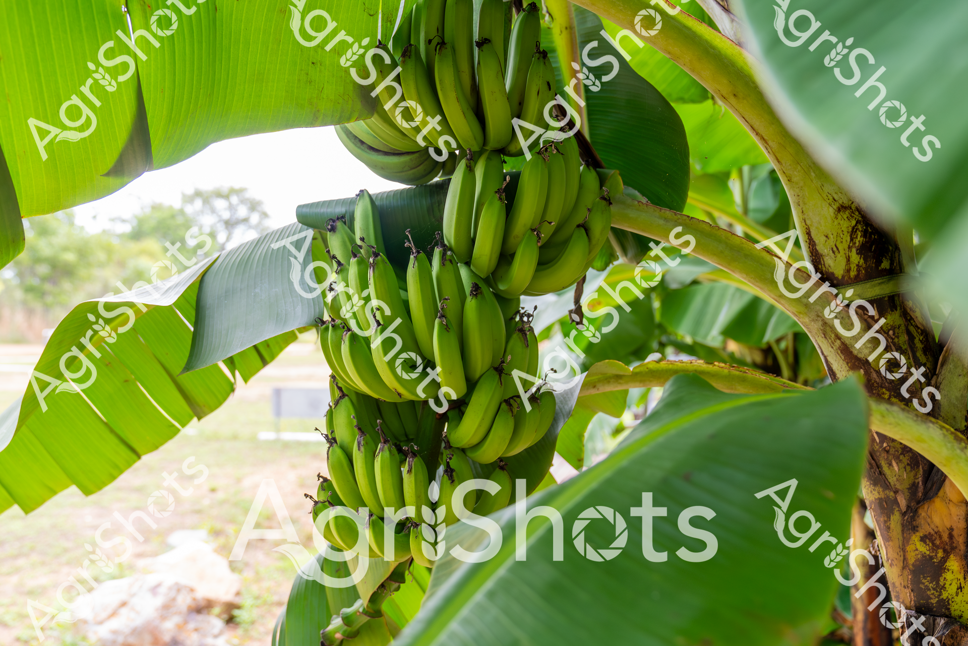 ALMABIN_3034212829_5277939-scaled-watermarked-image-1.png