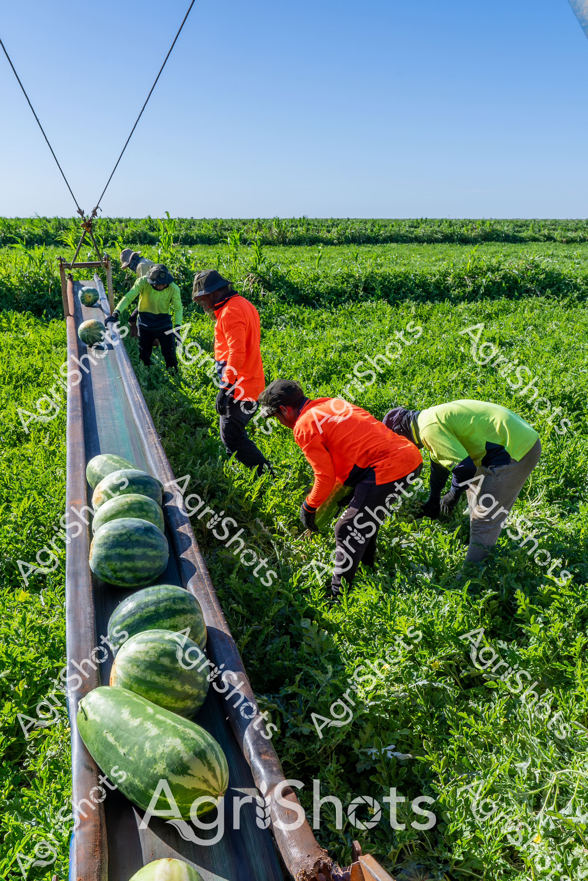 ALMABIN_3216791823_8741954-scaled-watermarked-image-1.png