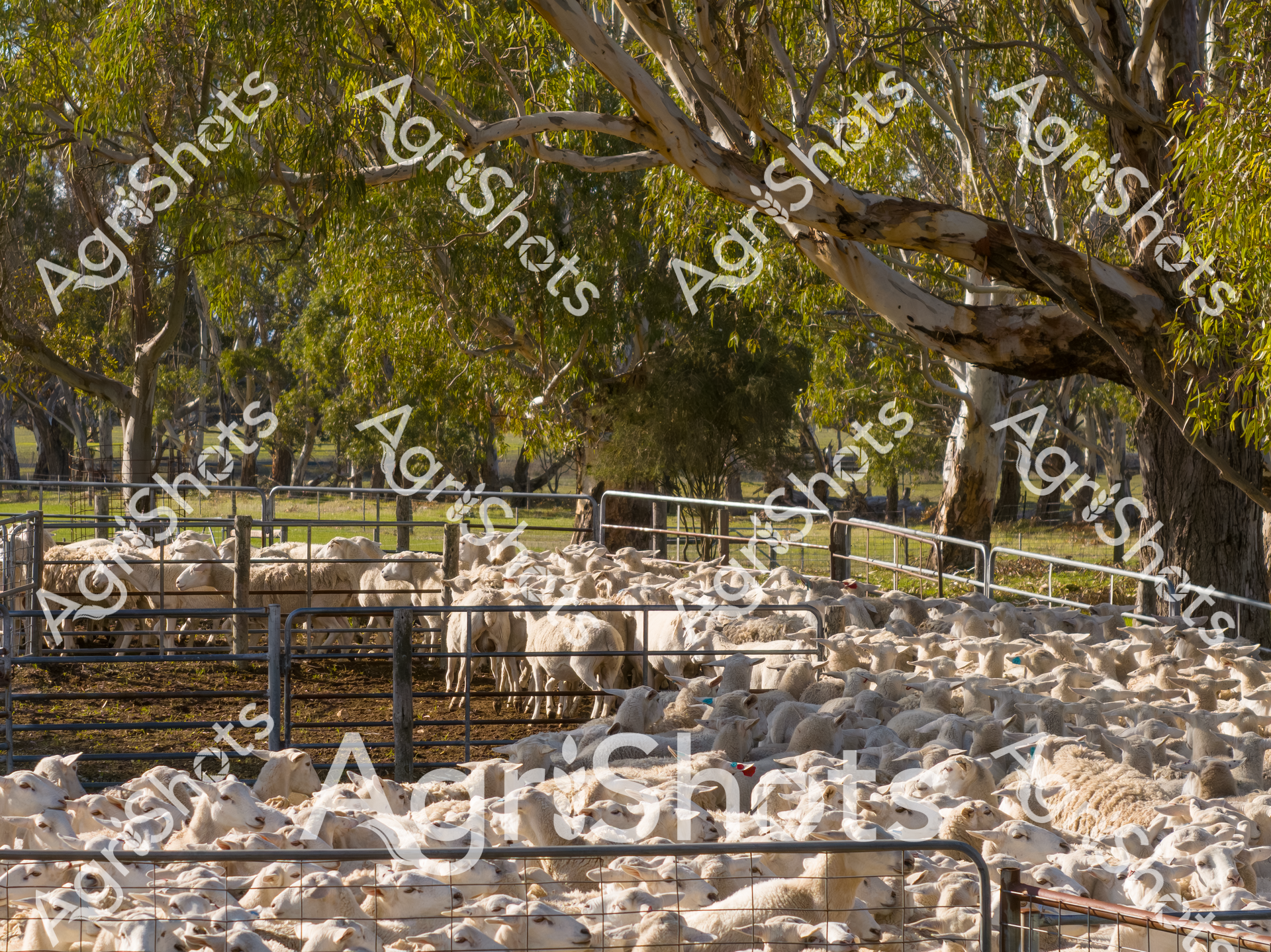 ALMABIN_3499726308_6578894-scaled-watermarked-1.png