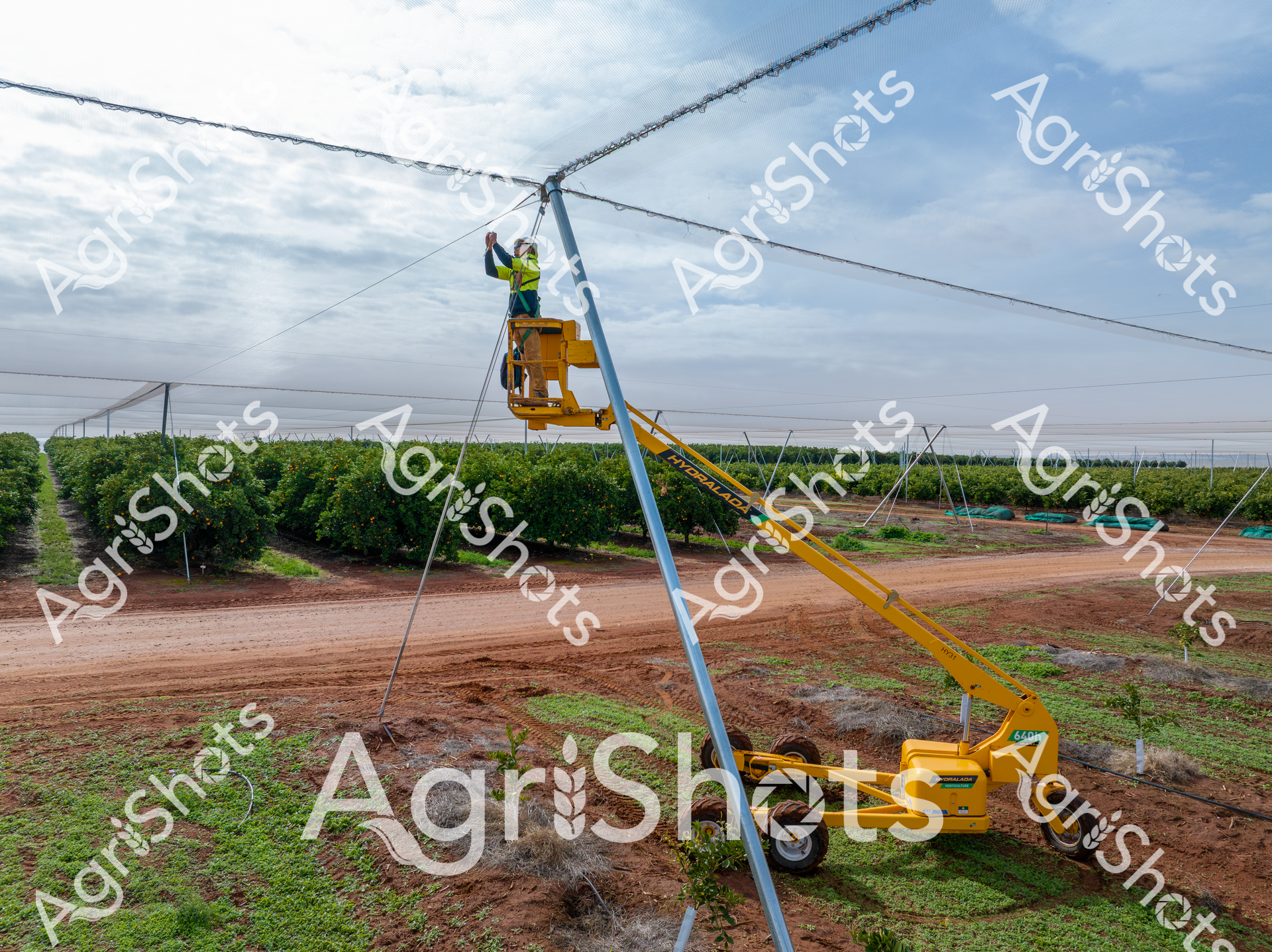 In the verdant expanse of a meticulously managed citrus orchard, a worker in high-visibility safety gear operates a yellow boom lift, performing essential maintenance on the intricate overhead netting system. The structured rows of green citrus trees stretch uniformly across rich, reddish-brown soil, framed by a network of support cables and protective mesh that creates a geometric precision against the soft, cloud-scattered sky. The carefully engineered agricultural infrastructure demonstrates modern farming's sophisticated approach to crop protection, with the lift allowing precise access to adjust and repair the extensive canopy cover that shields delicate fruit from harsh environmental conditions. Soft morning light casts subtle shadows across the landscape, highlighting the careful choreography of human intervention and agricultural technology working in harmony. The yellow of the mechanical lift stands in striking contrast to the verdant greens of the orchard and the earthen tones of the ground, symbolizing the dynamic intersection of human innovation and natural productivity. This scene encapsulates contemporary Australian agricultural practices - methodical, technologically advanced, and deeply respectful of the delicate balance between human management and natural growth.