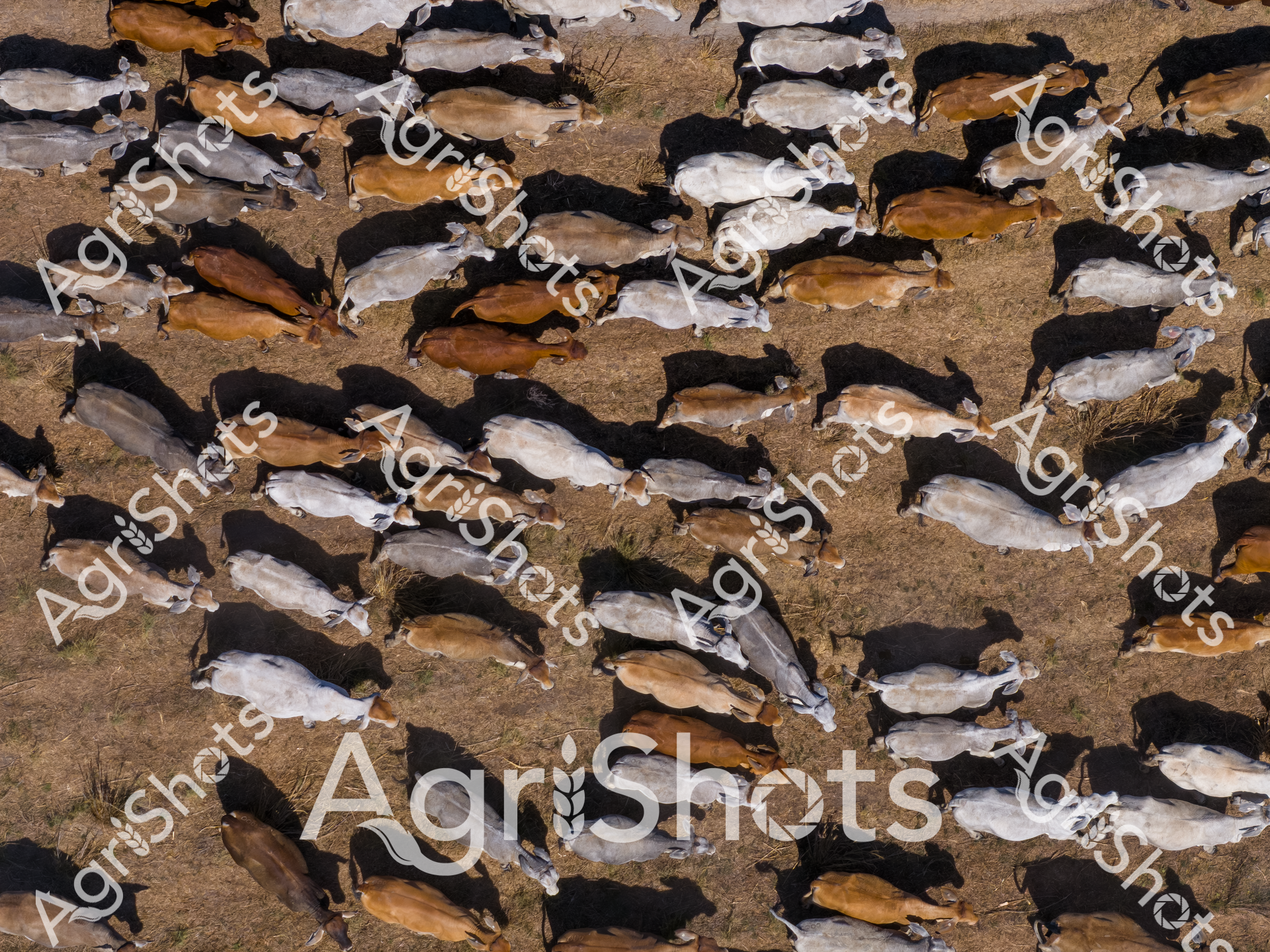 ALMABIN_3656291576_6998452-scaled-watermarked-image-1.png