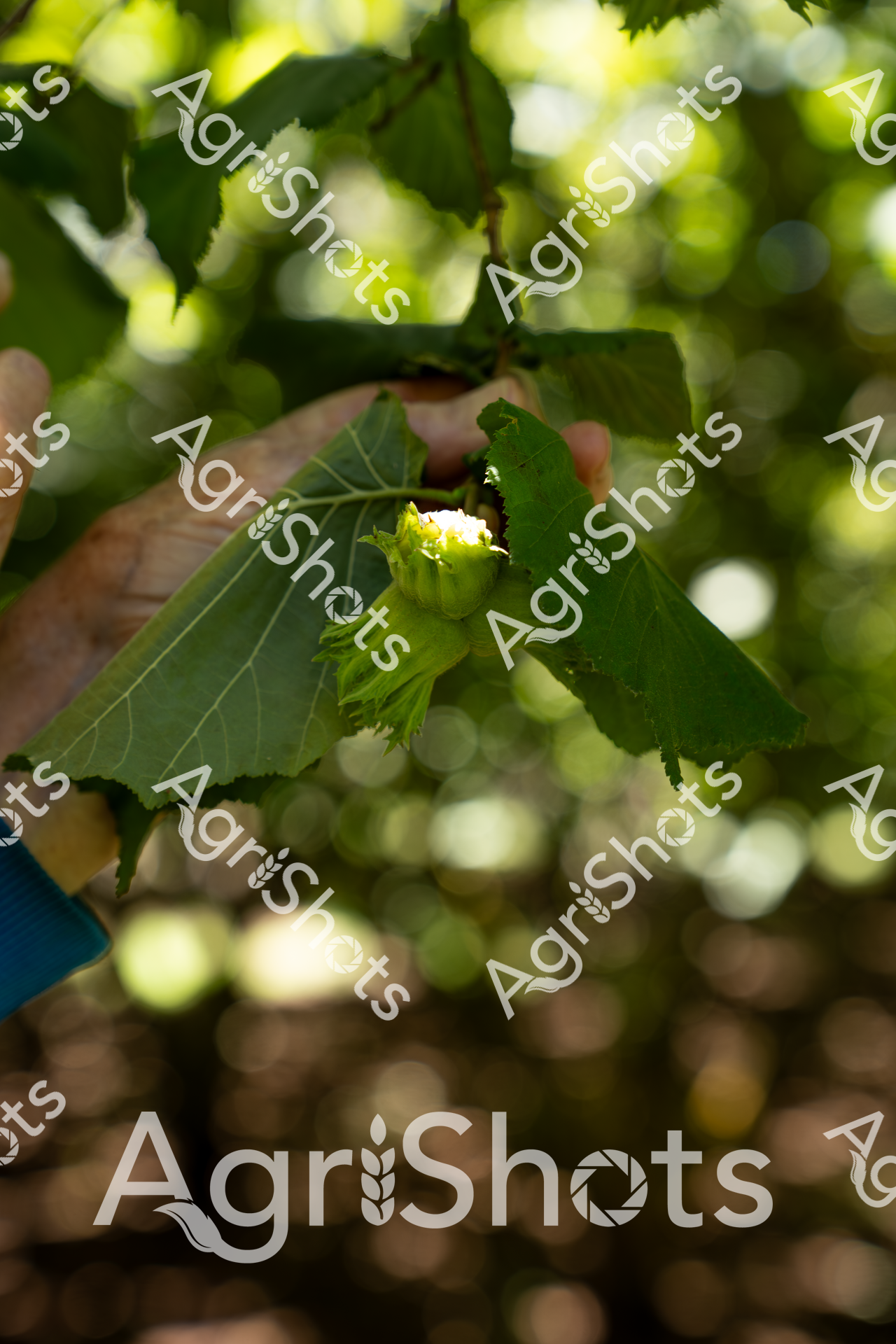 In the dappled sunlight of a verdant orchard, a weathered hand tenderly cradles a young hazelnut nestled within its bright green protective husk. The delicate fruit, still attached to its branch, reveals the early stages of hazelnut development, capturing the intimate moment of agricultural cultivation. Soft, blurred bokeh in the background suggests a late morning or early afternoon setting, with golden-green light filtering through the leafy canopy. The tactile texture of the rough leaf surfaces and the smooth, emerging nut create a compelling visual contrast that speaks to the careful nurturing required in nut agriculture. This close-up image embodies the patient, meticulous work of farmers who understand that each small gesture contributes to the eventual harvest. The gentle handling and focus on the emerging fruit symbolizes the connection between human intervention and natural growth cycles in sustainable agricultural practices.