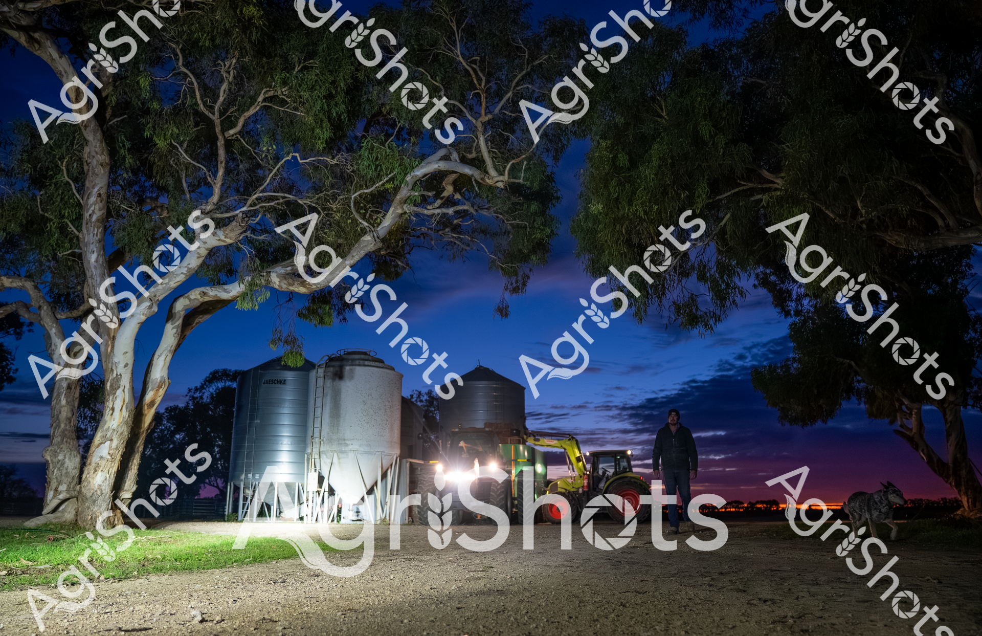 In the predawn stillness of a South Australian winter, agricultural resilience emerges against a deep indigo sky. Towering eucalyptus trees frame a rural landscape where gleaming grain silos stand sentinel, their metallic surfaces catching the first hints of dawn light. A robust yellow tractor with attached feed mixer sits illuminated by powerful work lights, signaling the early preparations for livestock care during challenging drought conditions. A solitary farm worker stands quietly beside the machinery, embodying the stoic determination of rural agricultural workers who rise before sunrise to ensure animal welfare. The ground is dusty and compact, reflecting the harsh environmental conditions of the region's southeast, while the soft gradient of purple and blue in the sky hints at the approaching day. This powerful image captures the quiet moments of agricultural labor - the discipline, preparedness, and unwavering commitment of farmers working silently to maintain their agricultural operations in the face of environmental challenges.