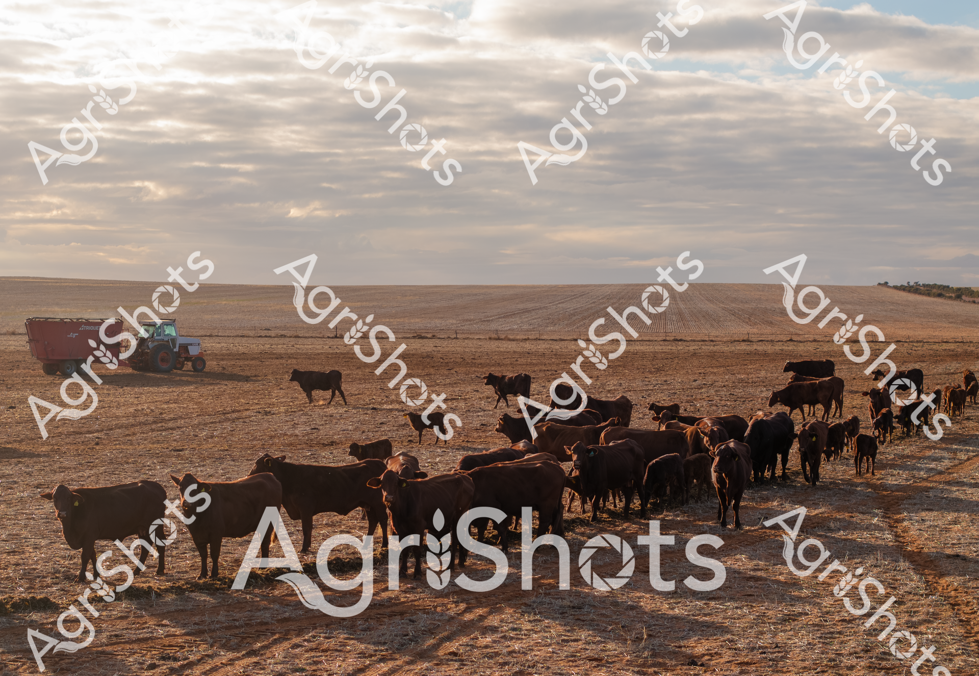 ALMABIN_4172156236_9226357-scaled-watermarked-1.png