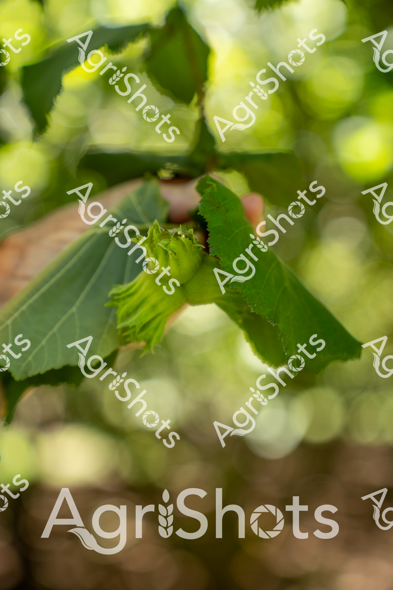 Young hazelnut clusters emerge from vibrant green leaves, capturing the early stages of fruit development in a carefully tended orchard. Soft, out-of-focus greenery creates a lush bokeh background, highlighting the delicate lime-green husks of the developing nuts. The serrated edges of the leaves and the clustered nut formations suggest a healthy, thriving crop at the peak of spring growth. Dappled sunlight filters through the foliage, creating a sense of gentle warmth and potential, with the fresh green tones indicating the promising start of the agricultural season. The intricate details of the young hazelnuts showcase the precision and care of modern agricultural cultivation, representing the delicate balance between natural growth and careful agricultural management. This image embodies the hope and potential of a new harvest, with the soft, blurred background suggesting the broader landscape of agricultural abundance.