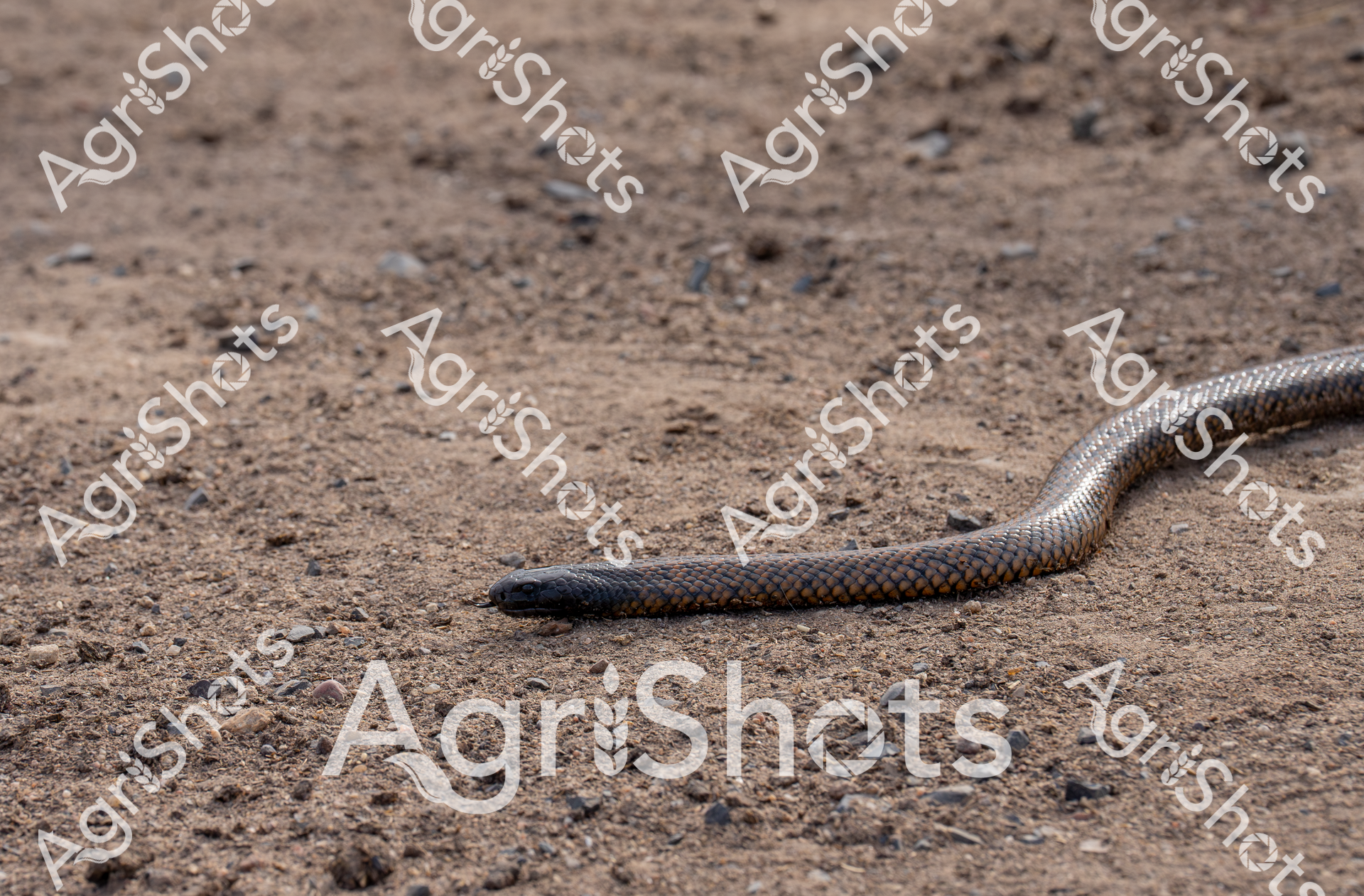 Cutting a sinuous path across sun-baked earth, a serpentine reptile navigates the arid landscape of a Queensland feedlot. Its scales shimmer in muted bronze and charcoal, blending seamlessly with the dusty, stone-scattered ground—a testament to the harsh, unforgiving summer environment. The snake moves with calculated precision, its muscular body undulating across the compact soil between cattle pens, embodying the raw survival instinct of Australia's diverse wildlife. The surrounding terrain speaks of intense heat and minimal vegetation, typical of agricultural regions during the dry season, where every creature must adapt to extreme conditions. This moment captures the unexpected intersection of agricultural infrastructure and native wildlife, highlighting the resilient ecosystem that exists alongside livestock management. The textured ground and the snake's scaled surface create a compelling visual narrative of survival and coexistence in the challenging Australian rural landscape.