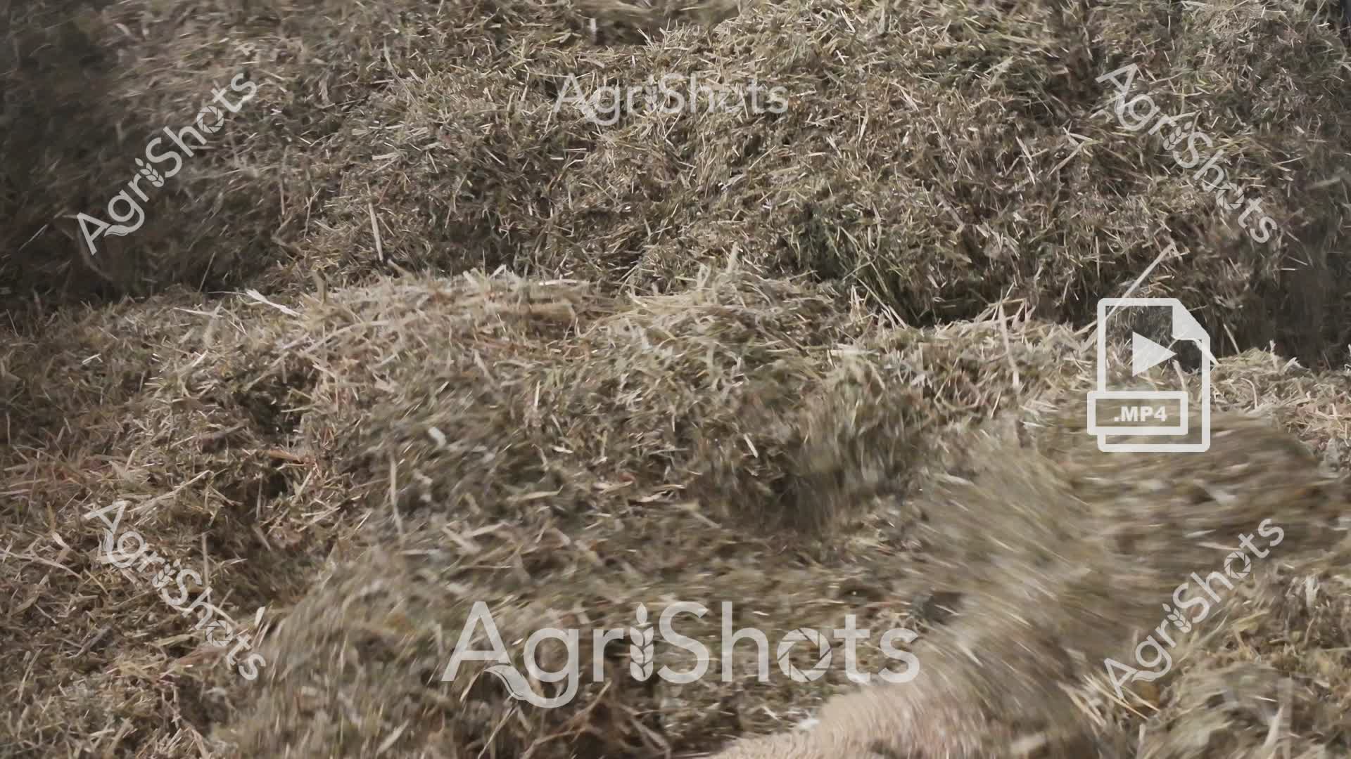 A dense mass of hay or straw fills the frame, captured in a dynamic, motion-blurred video sequence. The agricultural footage reveals intricate layers of dried grass or crop material, with countless golden-brown strands intertwining and tumbling across the frame. The texture is complex and chaotic, suggesting movement typical of hay processing, feeding, or storage operations. The MP4 video icon in the corner confirms this is a motion video clip capturing the agricultural material in active movement.