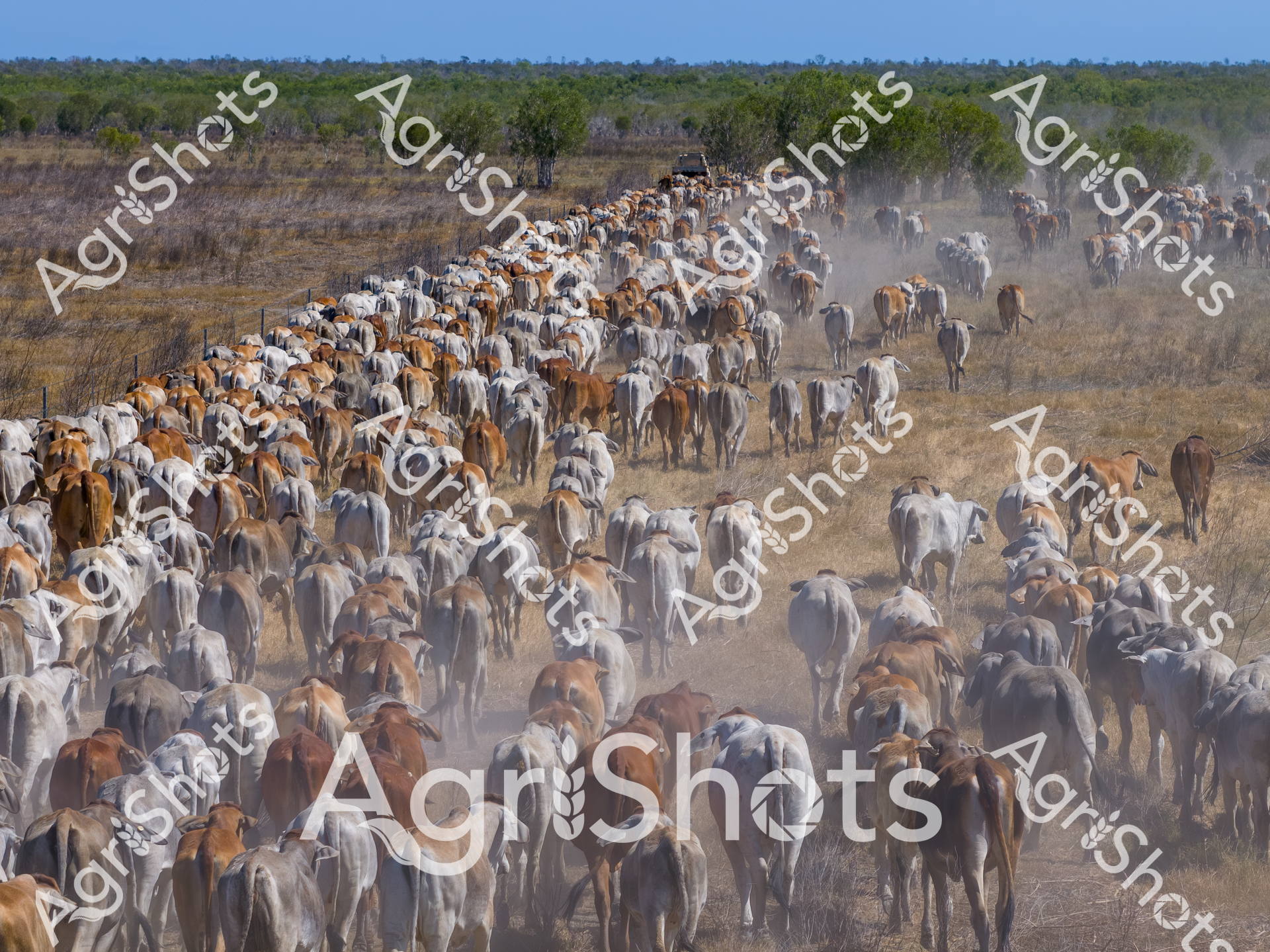 ALMABIN_4237156832_2817664-scaled-watermarked-image-1.png