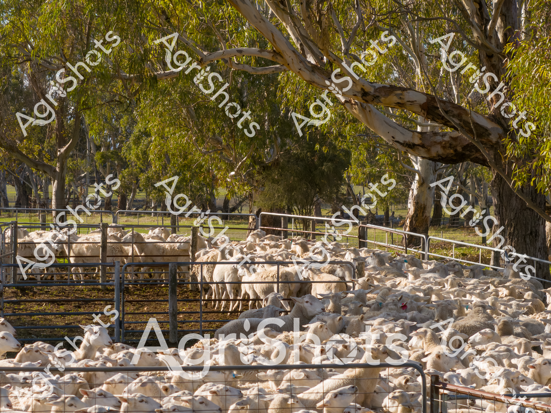 ALMABIN_4247988619_6931244-scaled-watermarked-1.png