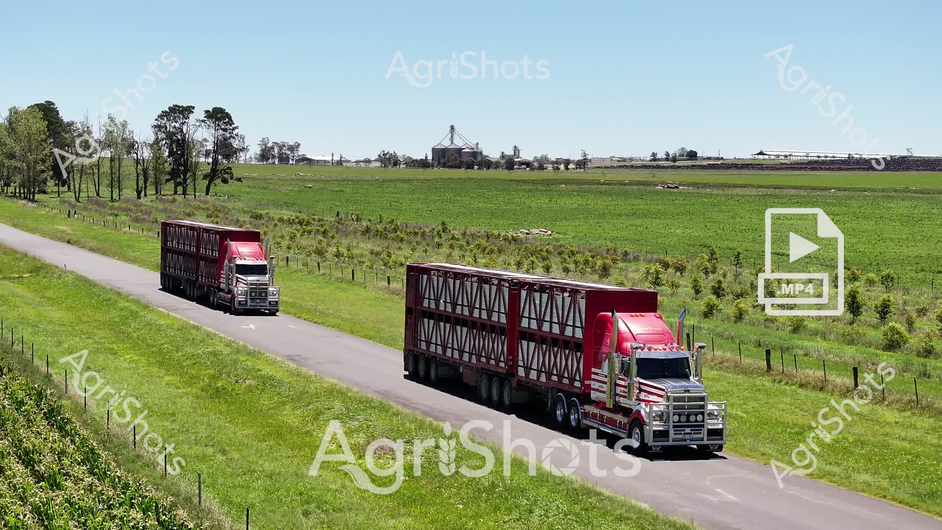 Thundering across the verdant pastoral landscape, two crimson Mack road trains traverse a well-maintained rural highway, the massive livestock trailers gleaming under the clear blue Australian sky. The powerful trucks, adorned with classic chrome bullbars and pristine red cab designs, cut an impressive silhouette against the lush green pastures and young tree plantations. Distant grain silos and agricultural infrastructure punctuate the horizon, suggesting this is prime livestock and grain country in one of Australia's productive agricultural regions. The meticulously fenced roadway, lined with young trees and native vegetation, highlights the sophisticated infrastructure supporting rural transportation networks. These heavyweight livestock carriers represent the critical supply chain arteries that connect remote cattle stations with processing facilities, moving valuable livestock across vast distances with efficiency and precision. The scene captures the essential rhythm of Australian agricultural logistics - robust machinery, expansive landscapes, and the continuous movement of primary production.