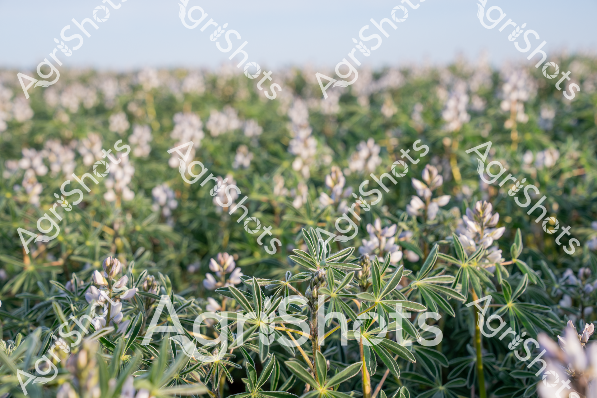 ALMABIN_4356144835_6727000-scaled-watermarked-image-1.png
