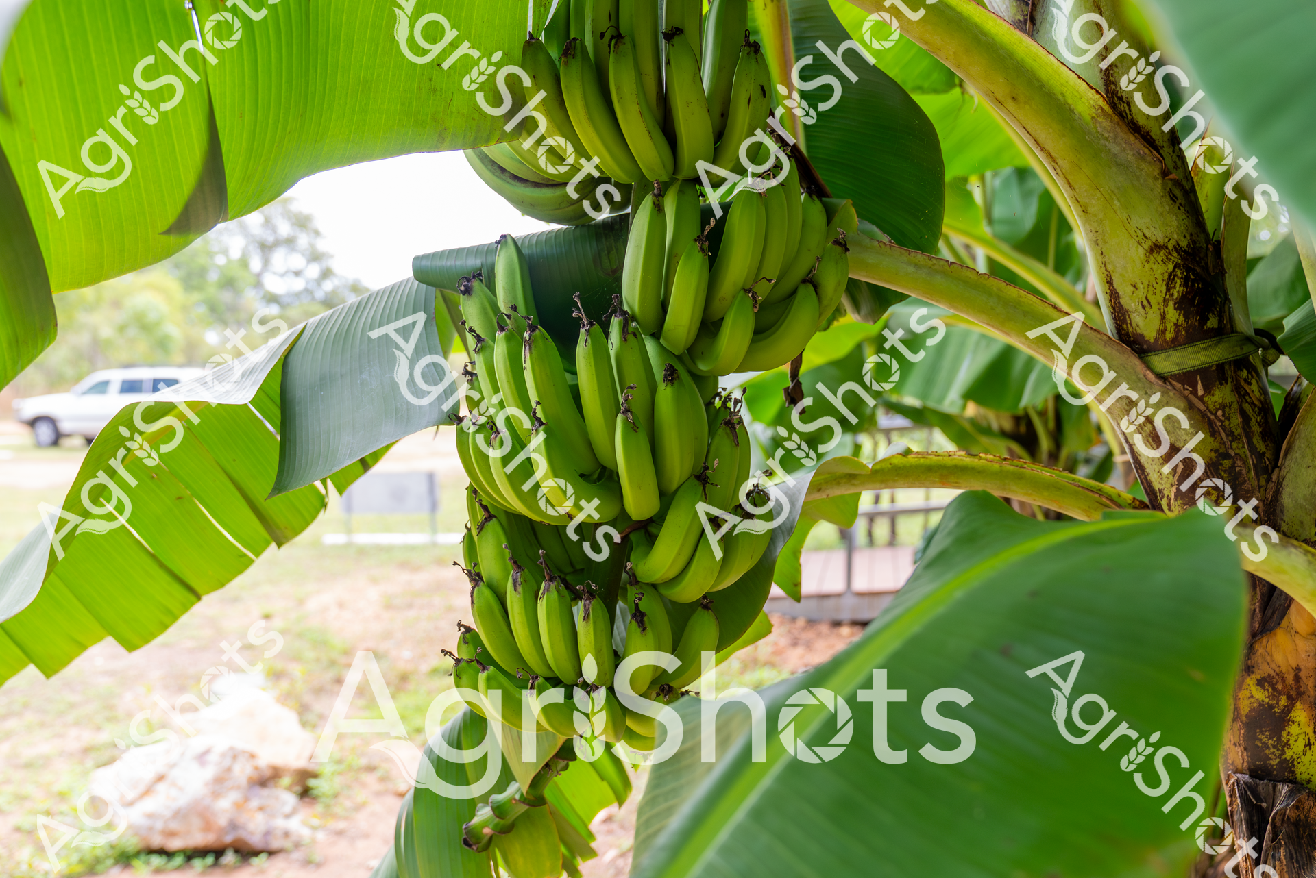 ALMABIN_4464061229_2238228-scaled-watermarked-image-1.png