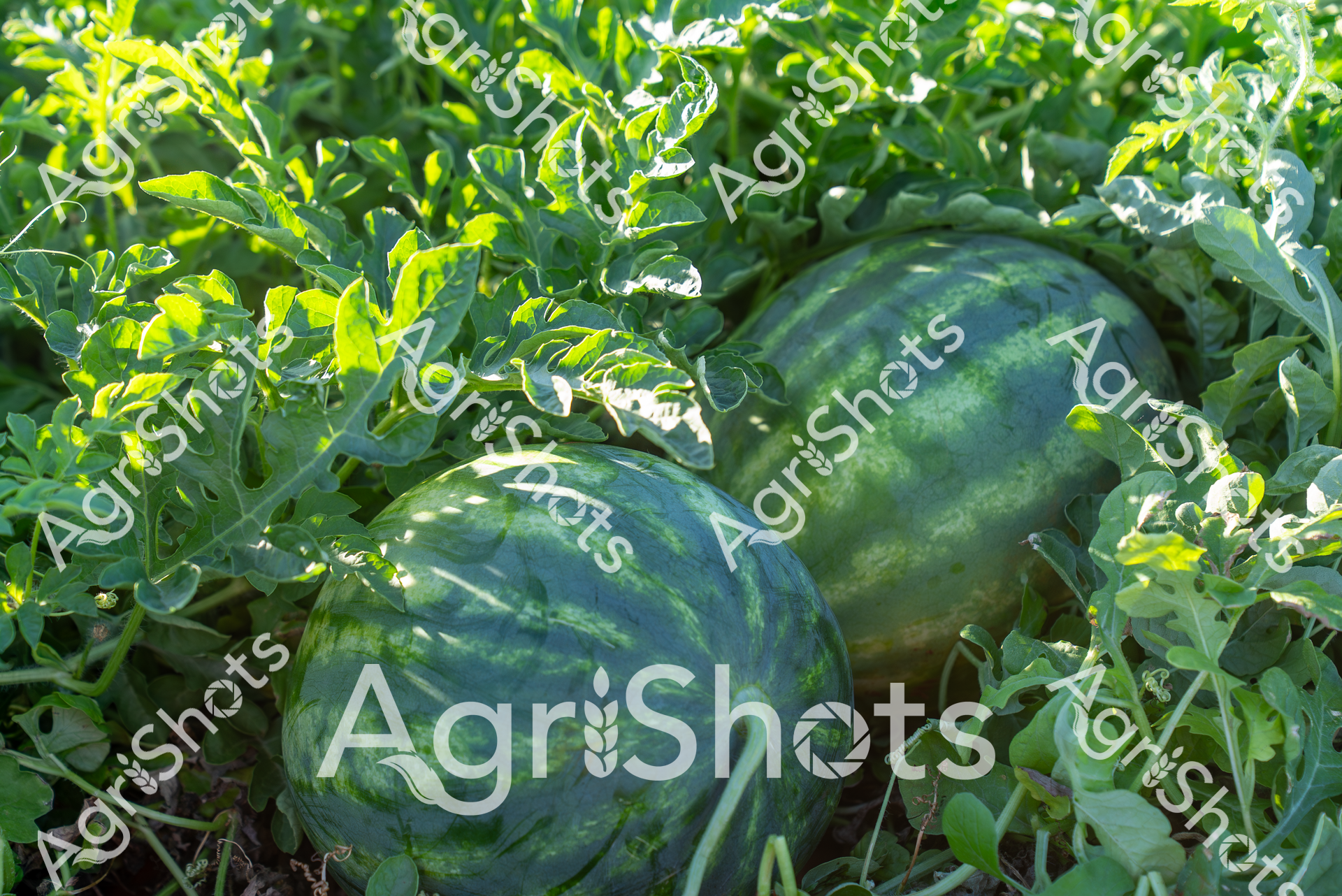 ALMABIN_4536436475_9371516-scaled-watermarked-image-1.png