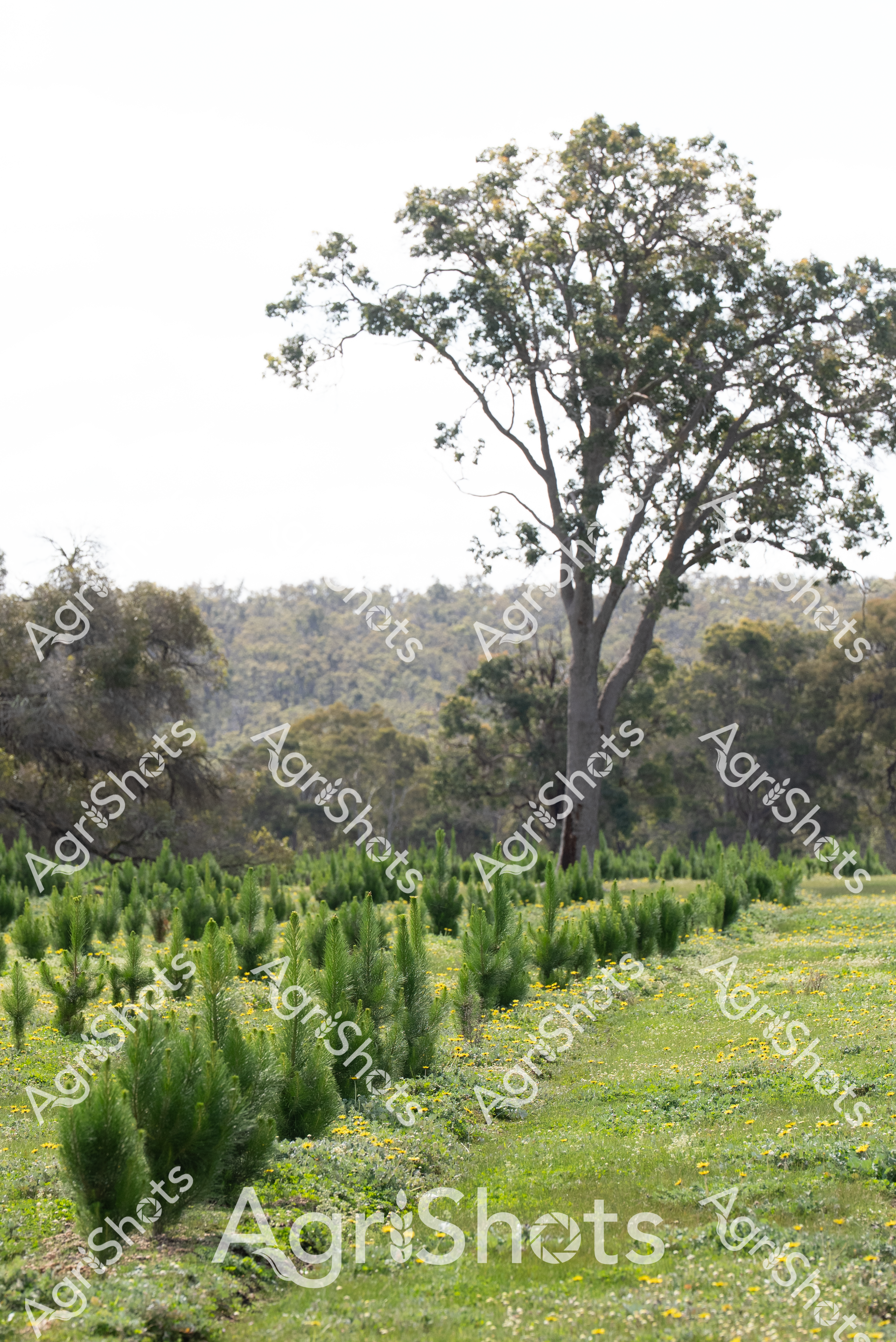 ALMABIN_4573435410_8907912-scaled-watermarked-image-2.png