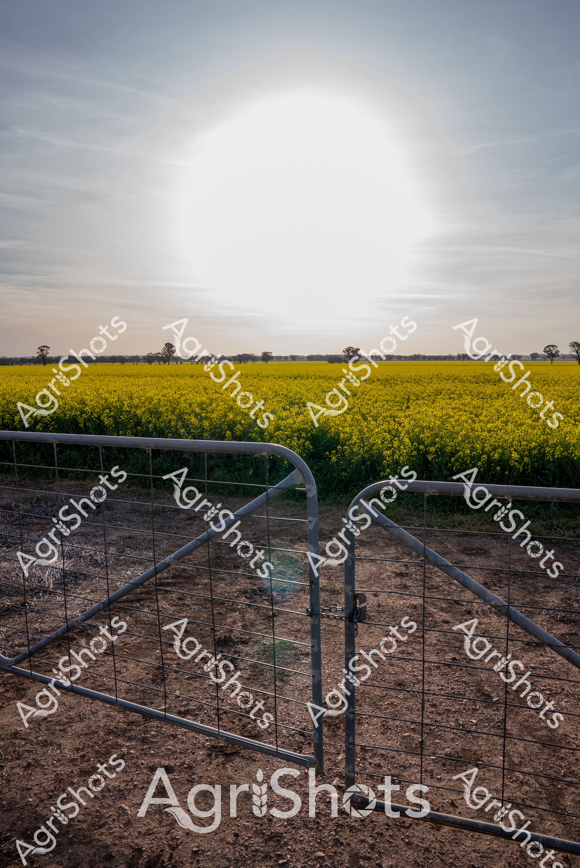 ALMABIN_4653463539_8172421-scaled-watermarked-image-1.png