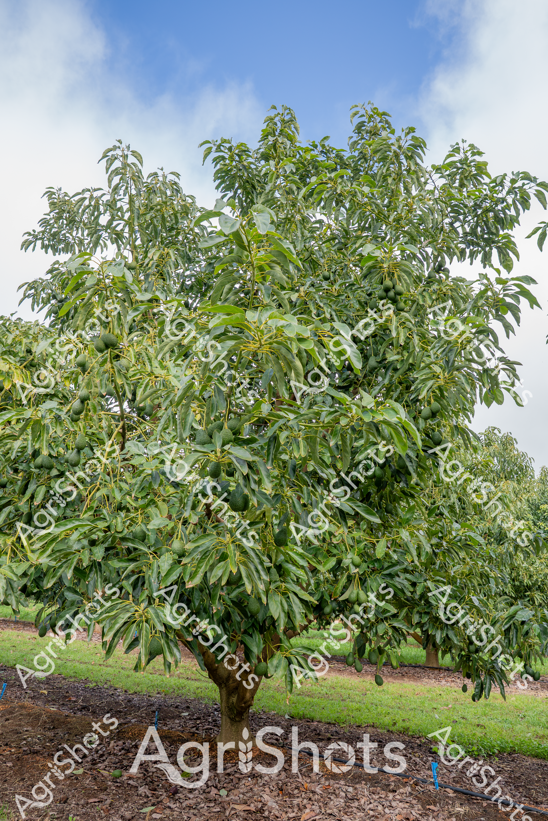 A lush avocado tree laden with green, unripe fruit stands in an orchard setting. The tree is full of dense, dark green leaves and numerous avocados, showcasing a healthy and productive agricultural landscape. The ground around the tree is covered with mulch, indicating careful cultivation and farm management.