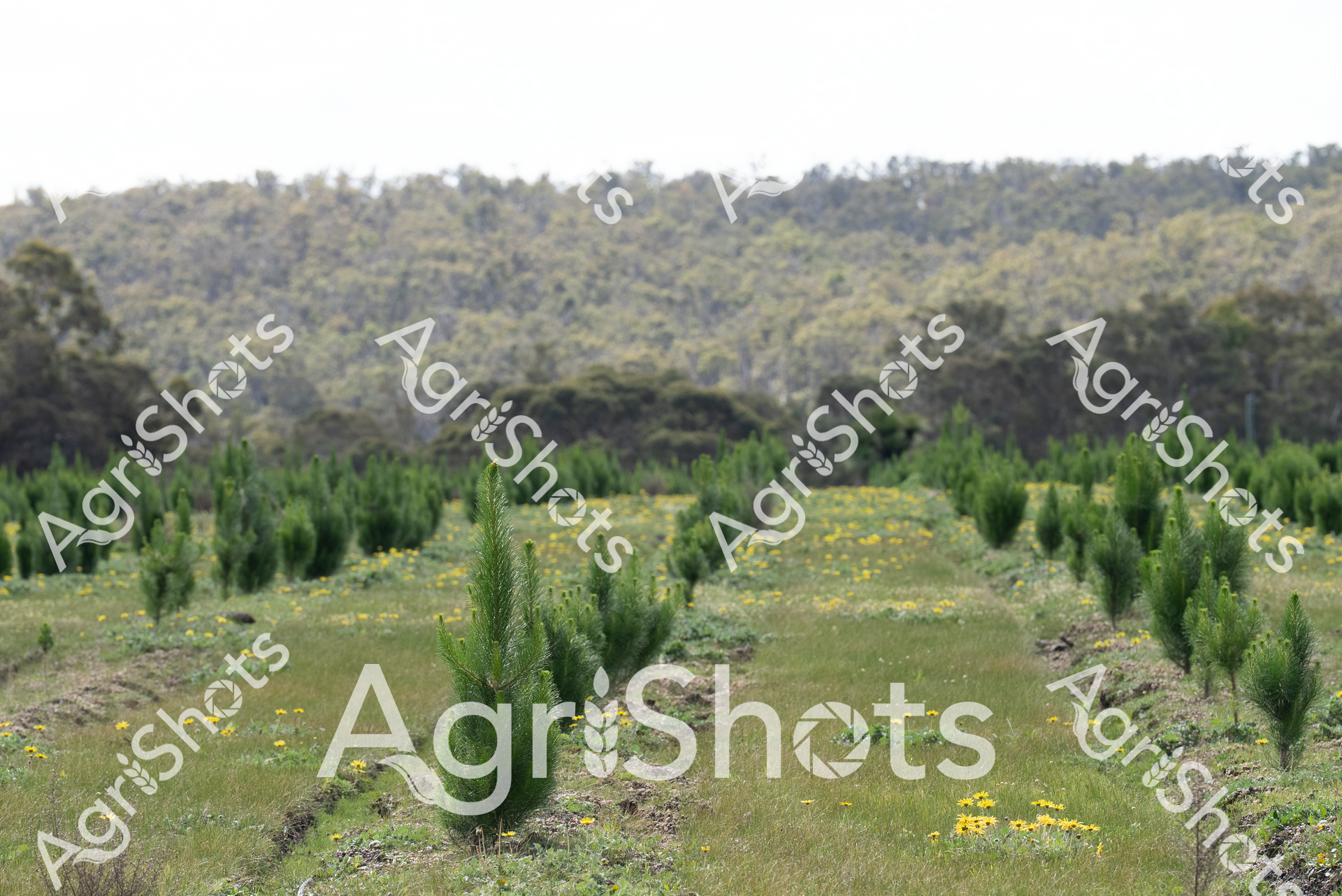 ALMABIN_4745039621_1688309-scaled-watermarked-image-1.png