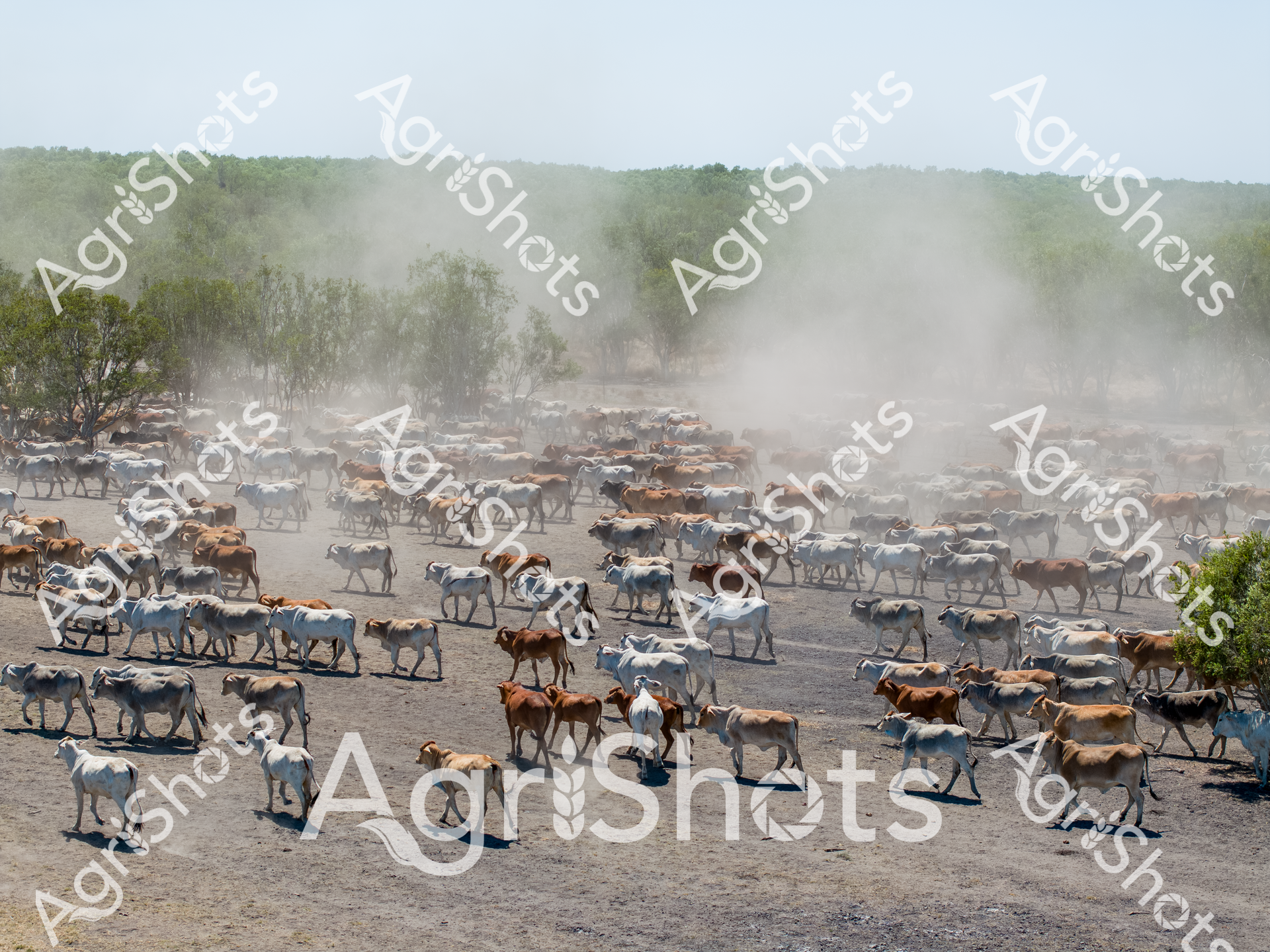 ALMABIN_4808879136_5198580-scaled-watermarked-image-1.png