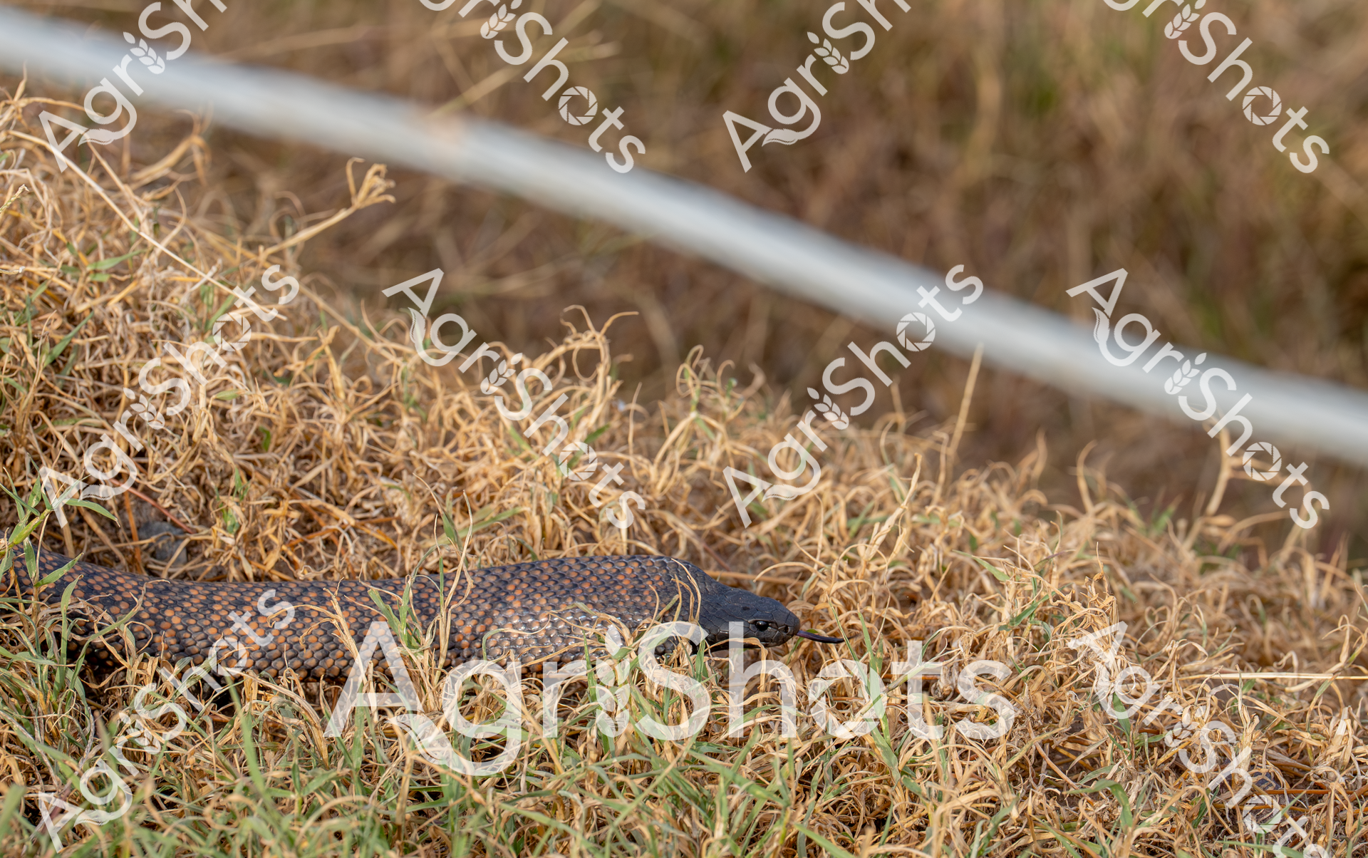 In the parched grasslands of a Queensland feedlot, a dark-scaled snake winds through dry, golden stalks, its intricate pattern of bronze and midnight blending seamlessly with the sun-bleached vegetation. The serpentine form rests amid brittle grass tufts, creating a striking camouflage against the summer-scorched landscape, with a steel fence line cutting horizontally across the background. The scene captures the raw, unforgiving texture of agricultural terrain during the intense heat, where resilient wildlife navigates the harsh environmental conditions. Yellowed grass and sparse green shoots speak to the challenging drought conditions typical of rural Australian landscapes, revealing the constant struggle for survival. The snake's presence represents the untamed natural world existing alongside agricultural infrastructure, a subtle reminder of the complex ecosystem that operates within farming environments. Muted browns, burnished golds, and hints of green create a nuanced palette that reflects the resilience and adaptability inherent in both the snake and the agricultural landscape.