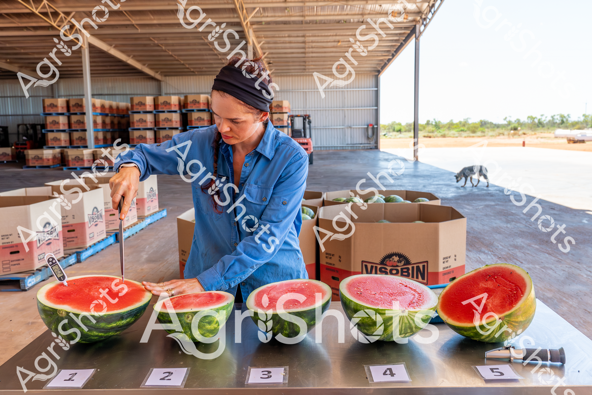 ALMABIN_5043065132_9309158-scaled-watermarked-image-1.png
