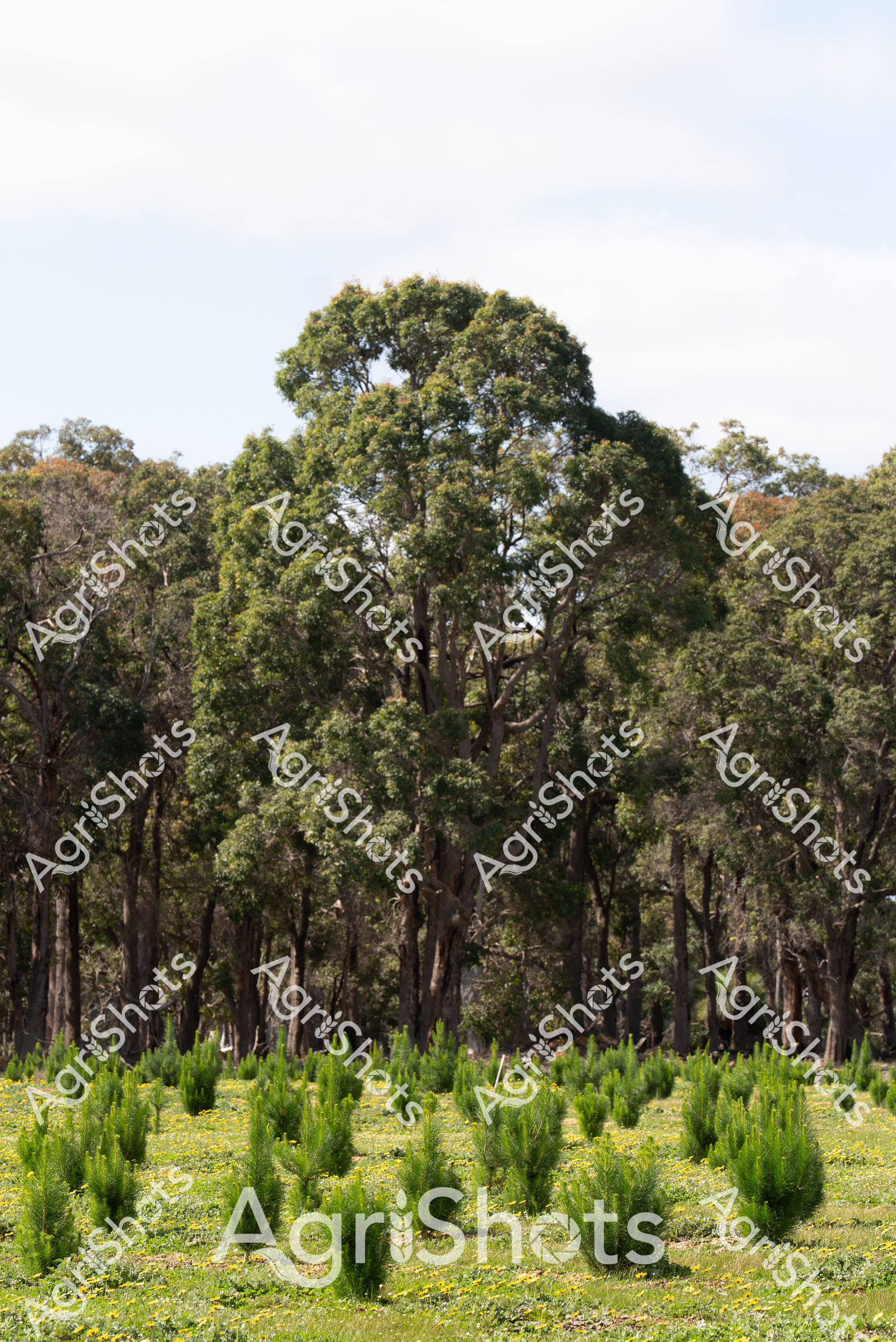 ALMABIN_5060780103_8207234-scaled-watermarked-image-1.png