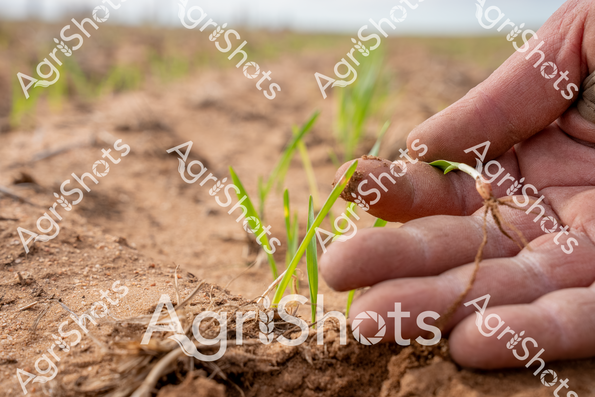 ALMABIN_5321431213_0141747-scaled-watermarked-1.png
