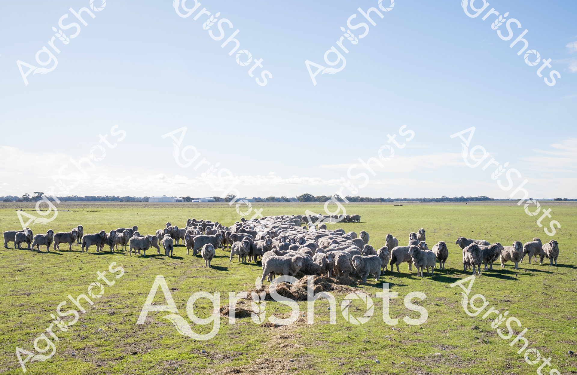 Merino ewes cluster around a sparse hay bale in a sweeping, emerald-green pasture under a pale, expansive southern Australian sky. The flock, dense and woolly, displays the hallmark silvery-gray fleece of premium breeding stock, their muscular forms standing testament to generations of careful agricultural selection. Distant tree lines and farm infrastructure punctuate the horizon, suggesting this is a carefully managed commercial grazing property in a prime sheep-producing region. Soft morning light casts gentle shadows across the paddock, highlighting the textural contrast between the sheep's thick, uniform coats and the undulating grassland beneath their hooves. The scene radiates a sense of pastoral productivity - each animal represents not just livestock, but a critical component of Australia's robust agricultural economy. The precise clustering of the flock around the feeding point demonstrates sophisticated stock management and the intricate relationship between farmer, land, and animal.