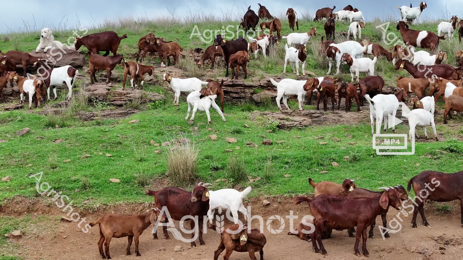 ALMABIN_5617560103_2712028-watermarked-video-mp4-1.jpg
