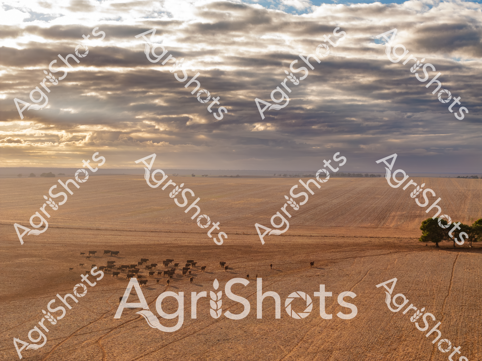 ALMABIN_5711715155_9954876-scaled-watermarked-1.png