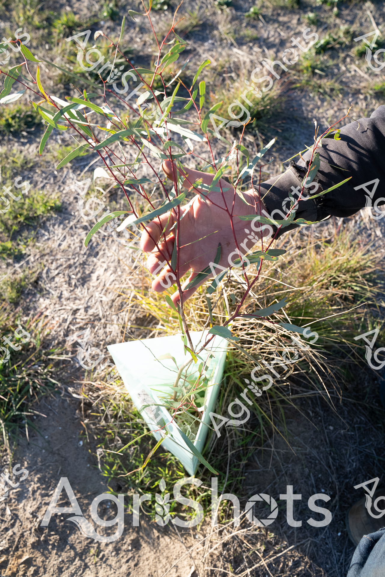 Young mallee eucalyptus seedling emerges from a pale green tree guard, nestled among dry golden grasses and sparse ground cover. Gloved hands carefully tend to the delicate native tree sapling, positioning its slender red-tinged stems with precision typical of revegetation and land restoration efforts. The winter light casts soft shadows across the arid landscape, highlighting the contrast between the vibrant green leaves and the sun-bleached surrounding terrain. This carefully nurtured seedling represents hope for landscape regeneration, a critical practice in South Australian agricultural regions where native tree plantings help combat soil erosion, provide windbreaks, and support biodiversity. The detailed care evident in the placement and protection of the young eucalyptus speaks to sustainable farming practices and environmental stewardship. Subtle textures of cracked earth, sparse grasses, and the protective tree guard create a compelling narrative of resilience in a challenging agricultural landscape.