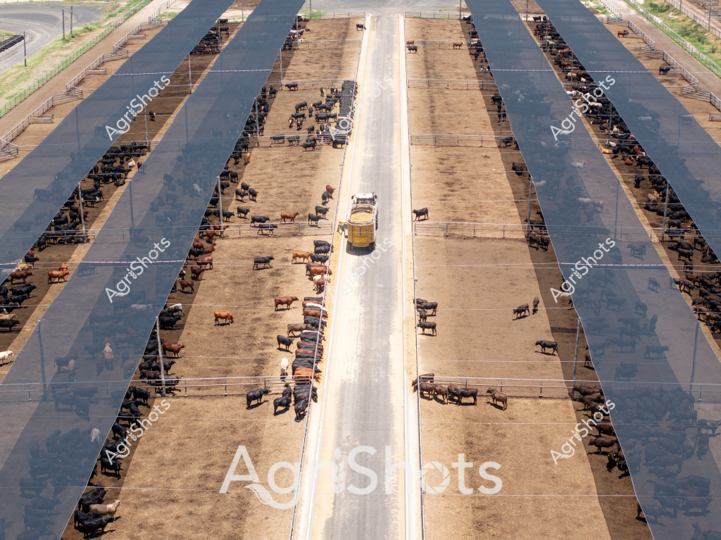 A sprawling cattle cattle yards stretches across the landscape, revealing an intricate industrial agricultural system. Dozens of beef cattle are systematically arranged in parallel dirt-floored pens, separated by concrete roadways that allow movement and feeding. A yellow tanker truck moves slowly down the central lane, distributing feed or water to the carefully managed herds. The cattle appear to be a mix of breeds, with varying coat colors including dark black, rich brown, and reddish tones, standing and moving across the dusty, compact yard. Precise metal fencing defines each section, creating a geometric pattern of controlled livestock management that demonstrates modern large-scale beef production techniques. The aerial perspective highlights the scale and efficiency of this agricultural operation, where every aspect of animal husbandry is meticulously organized to maximize productivity in a controlled environment.