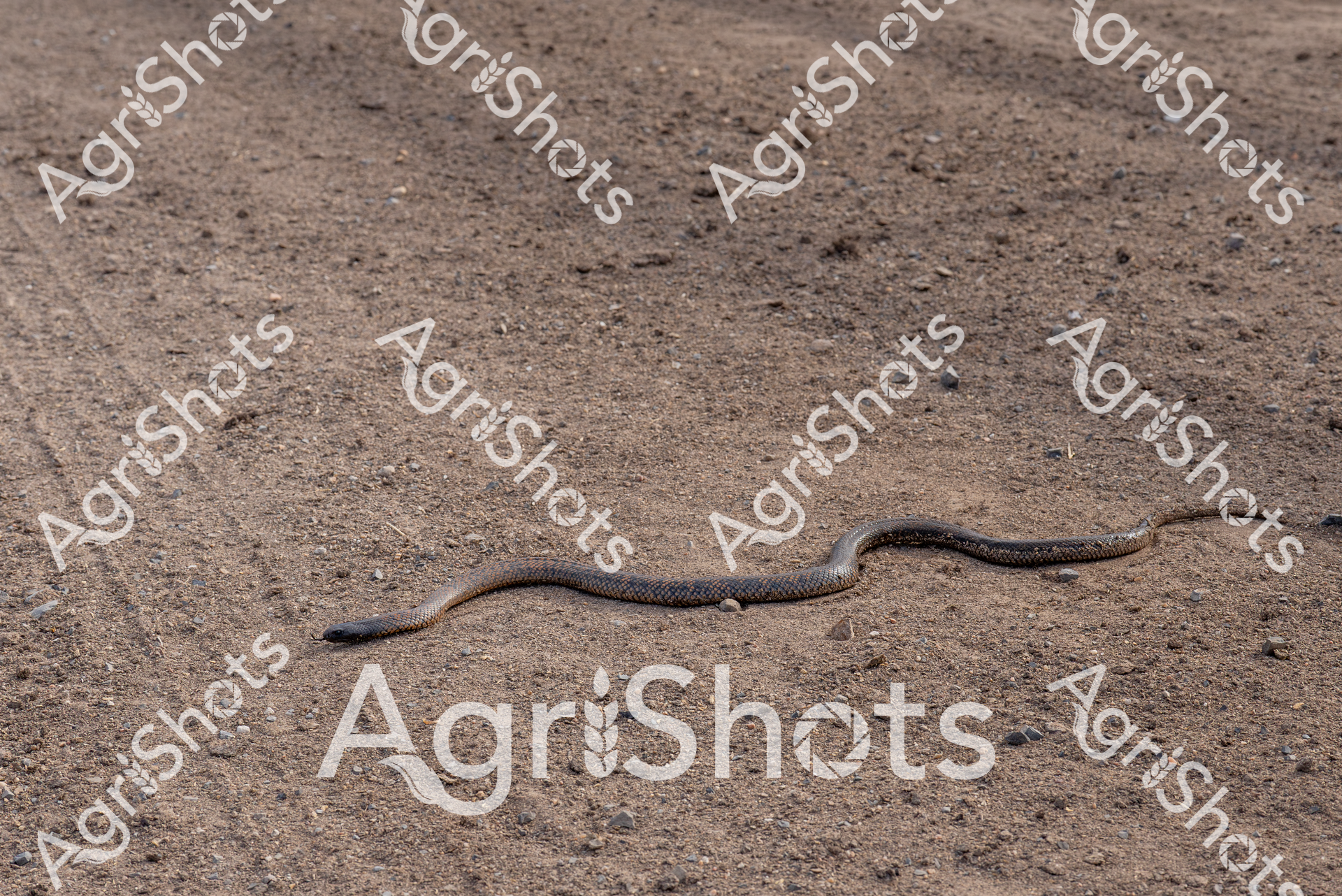 A slender snake traverses the parched, gravelly ground of a remote Queensland feedlot during the unforgiving summer heat. Its sinuous body, mottled in earthy browns and greys, blends seamlessly with the dusty terrain, a testament to the reptile's natural camouflage. The ground is a textured canvas of compacted dirt, scattered with small stones and debris, typical of the harsh agricultural landscapes of inland Australia. The snake moves with deliberate, fluid motion, a silent inhabitant of this working agricultural environment where livestock and wildlife intersect. The subdued palette of browns and tans speaks to the arid conditions, highlighting the resilience of creatures that call these challenging ecosystems home. This moment captures the raw, unfiltered interaction between wildlife and agricultural spaces, showcasing the complex and often unexpected life that exists within Australia's rural landscapes.