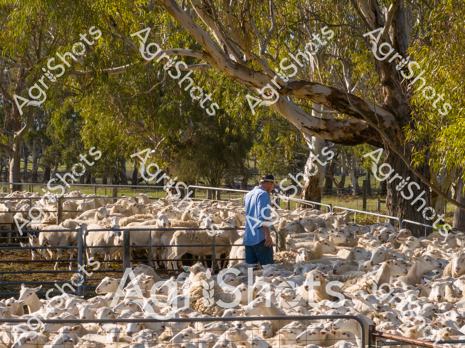 ALMABIN_5995671906_4311840-scaled-watermarked-1.png