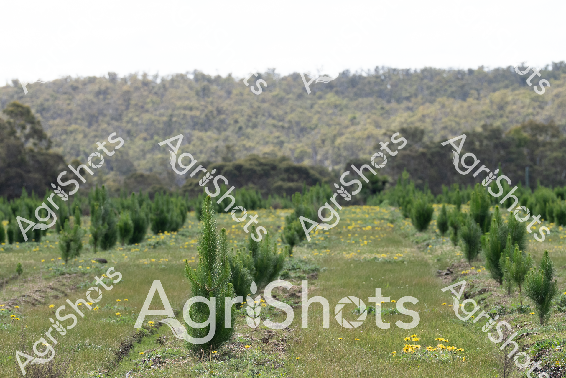ALMABIN_6071620350_9410932-scaled-watermarked-image-1.png