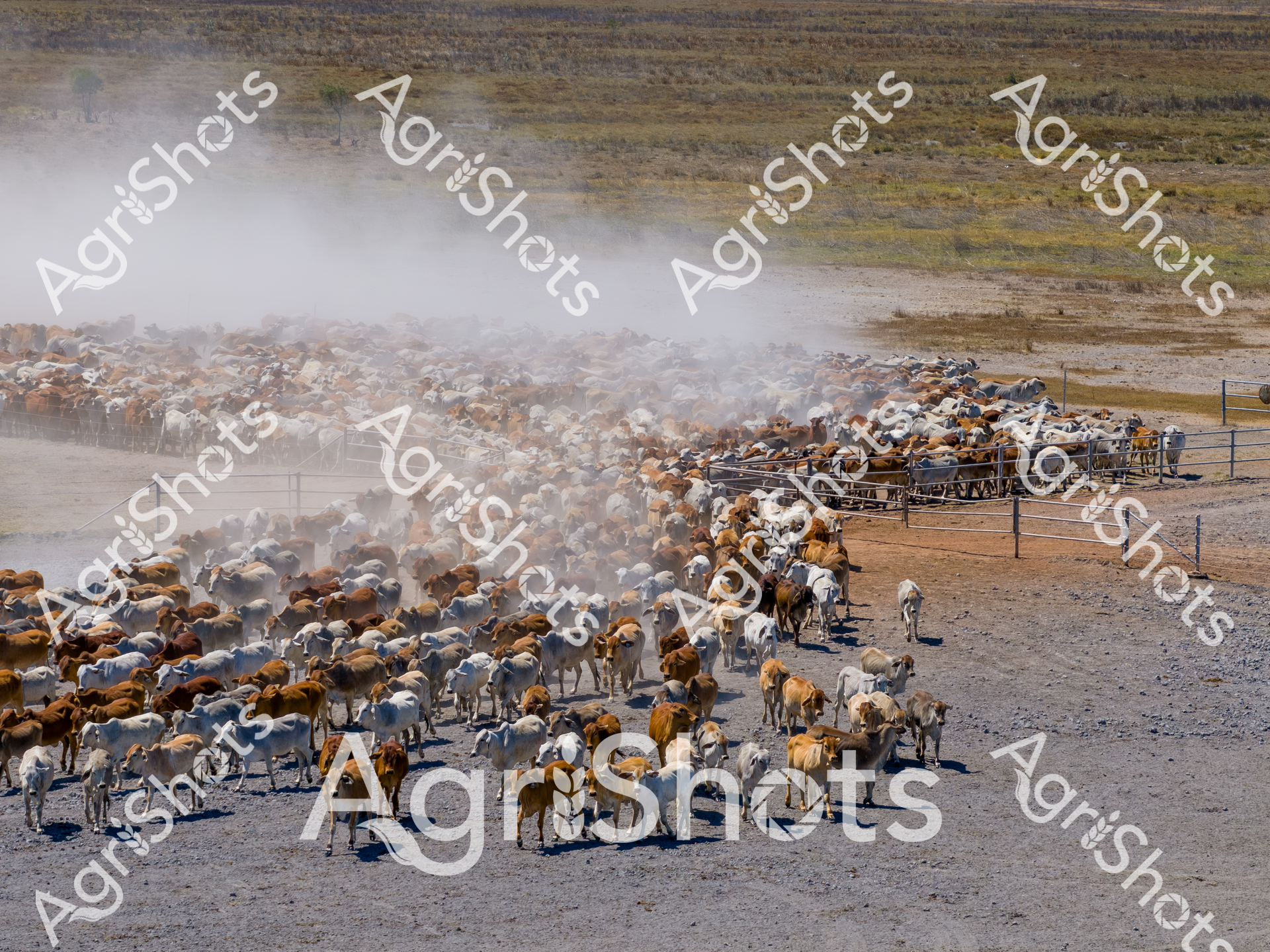 ALMABIN_6102473041_2547742-scaled-watermarked-image-1.png