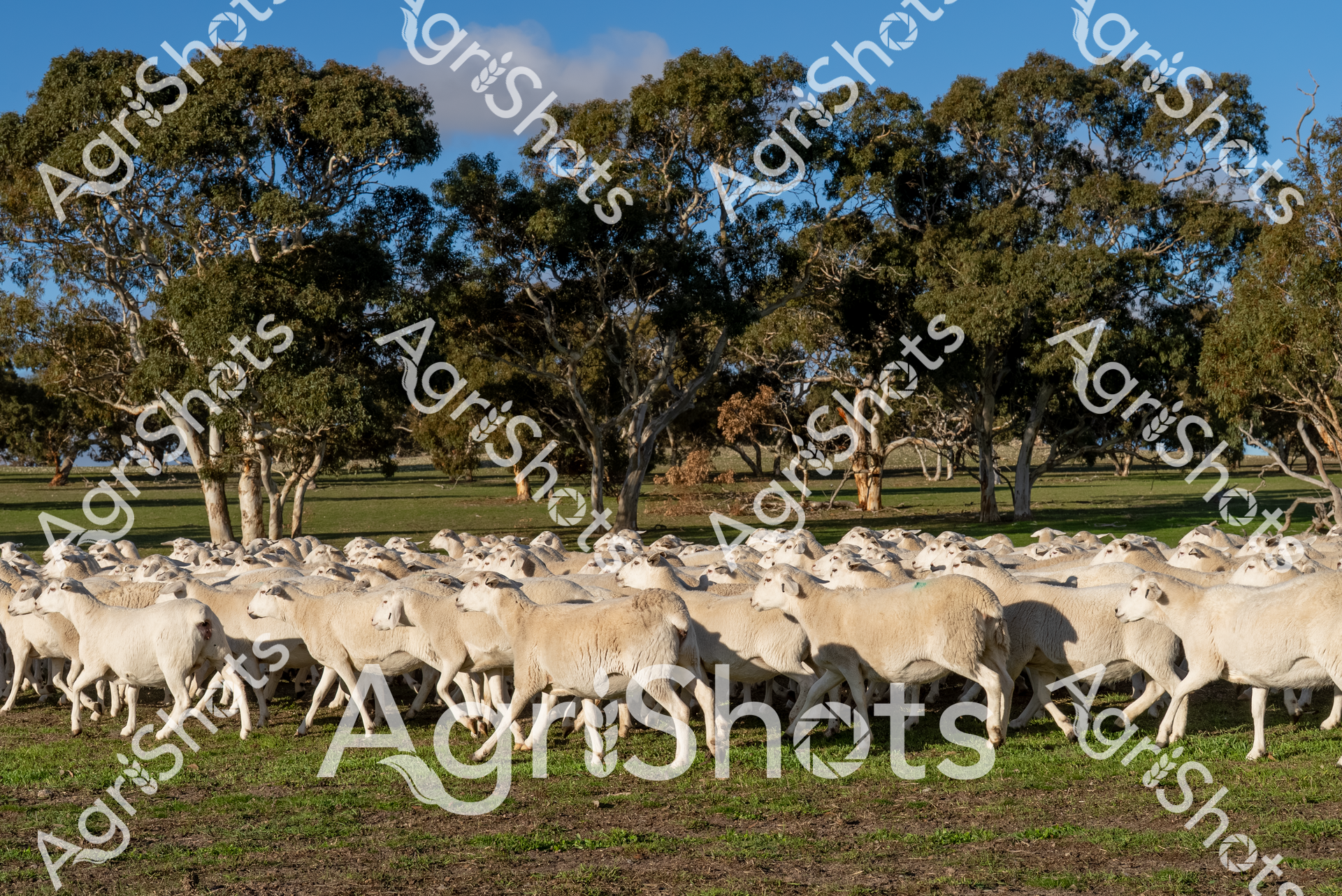 ALMABIN_6356094625_9718413-scaled-watermarked-1.png