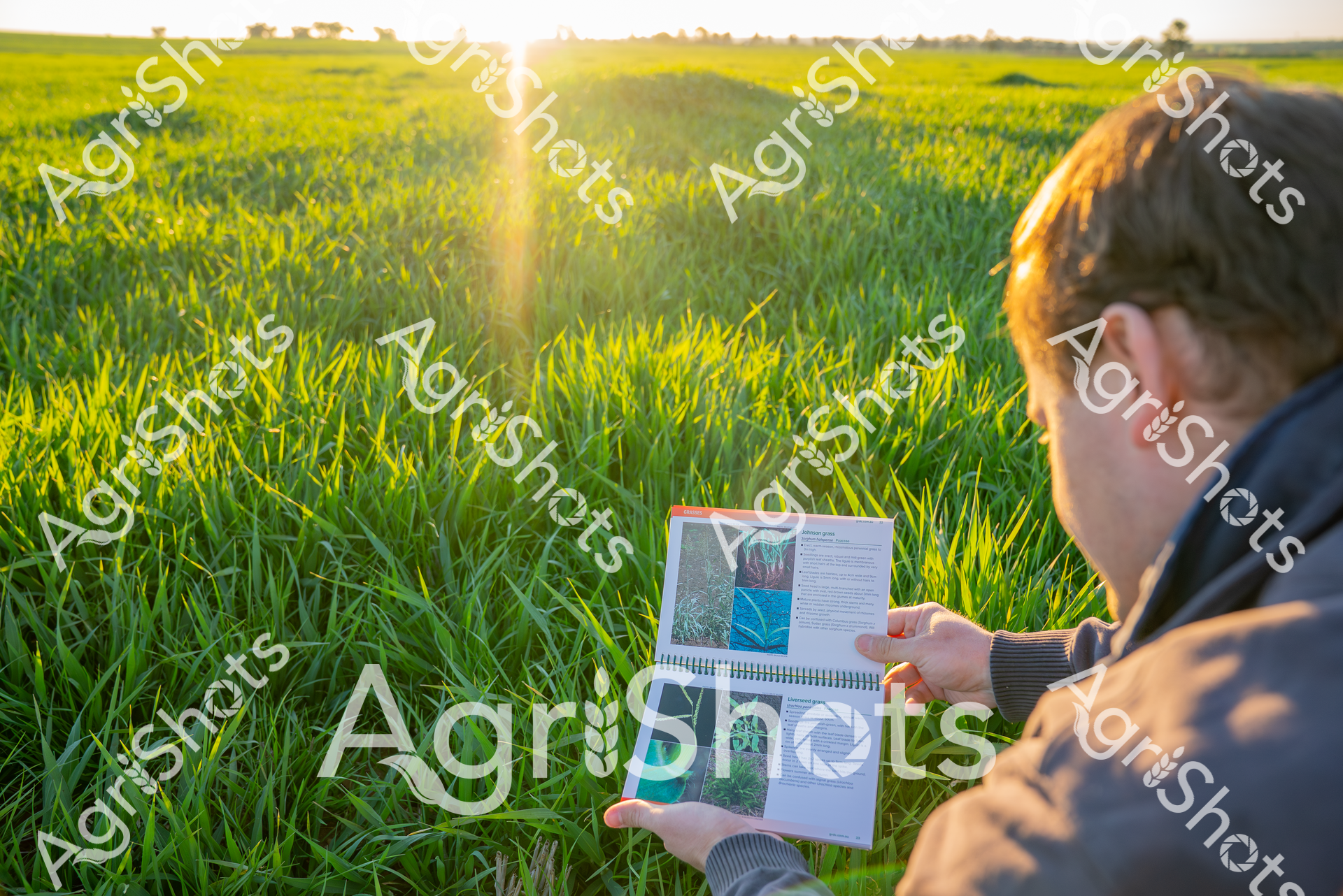 A man stands in a lush green field at sunrise, holding an open reference book or manual. Sunlight streams across the vibrant grass, illuminating the agricultural landscape as he studies the pages, seemingly examining crop or plant information.