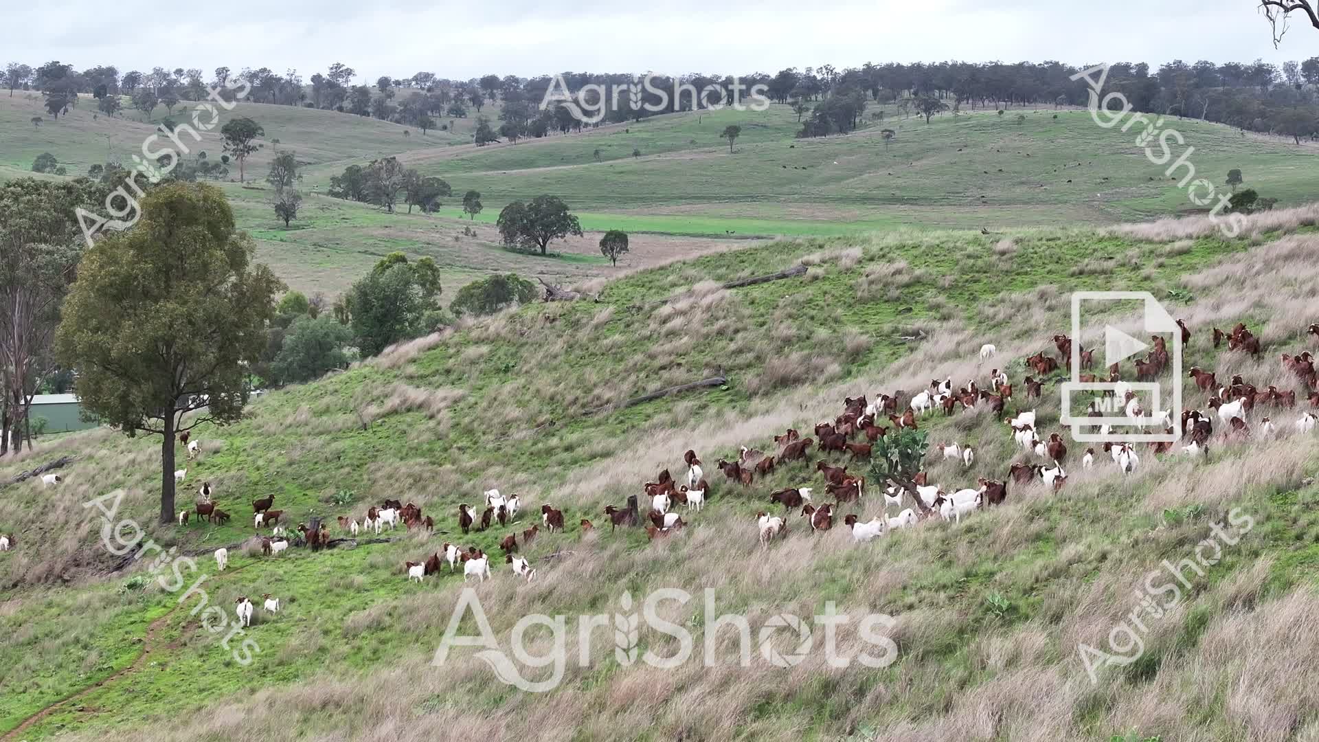 A sprawling pastoral landscape in New South Wales reveals a massive herd of mixed-breed goats grazing across undulating green hillsides. Approximately 100 goats, predominantly white and brown in coloration, traverse the steep grassy terrain, creating a dynamic and textured scene of agricultural livestock management. Scattered eucalyptus and native trees punctuate the verdant landscape, providing occasional shade and visual breaks in the rolling grasslands. The image captures the rugged beauty of Australian rural farming, showcasing how goats can effectively manage vegetation on challenging topographical terrain. Soft grey-green grasses and varied ground cover suggest this is likely a late winter or early spring scene, with the landscape showing signs of moisture and regeneration. The expansive view demonstrates sustainable land use, with the goats acting as natural land management tools across these picturesque grazing paddocks.