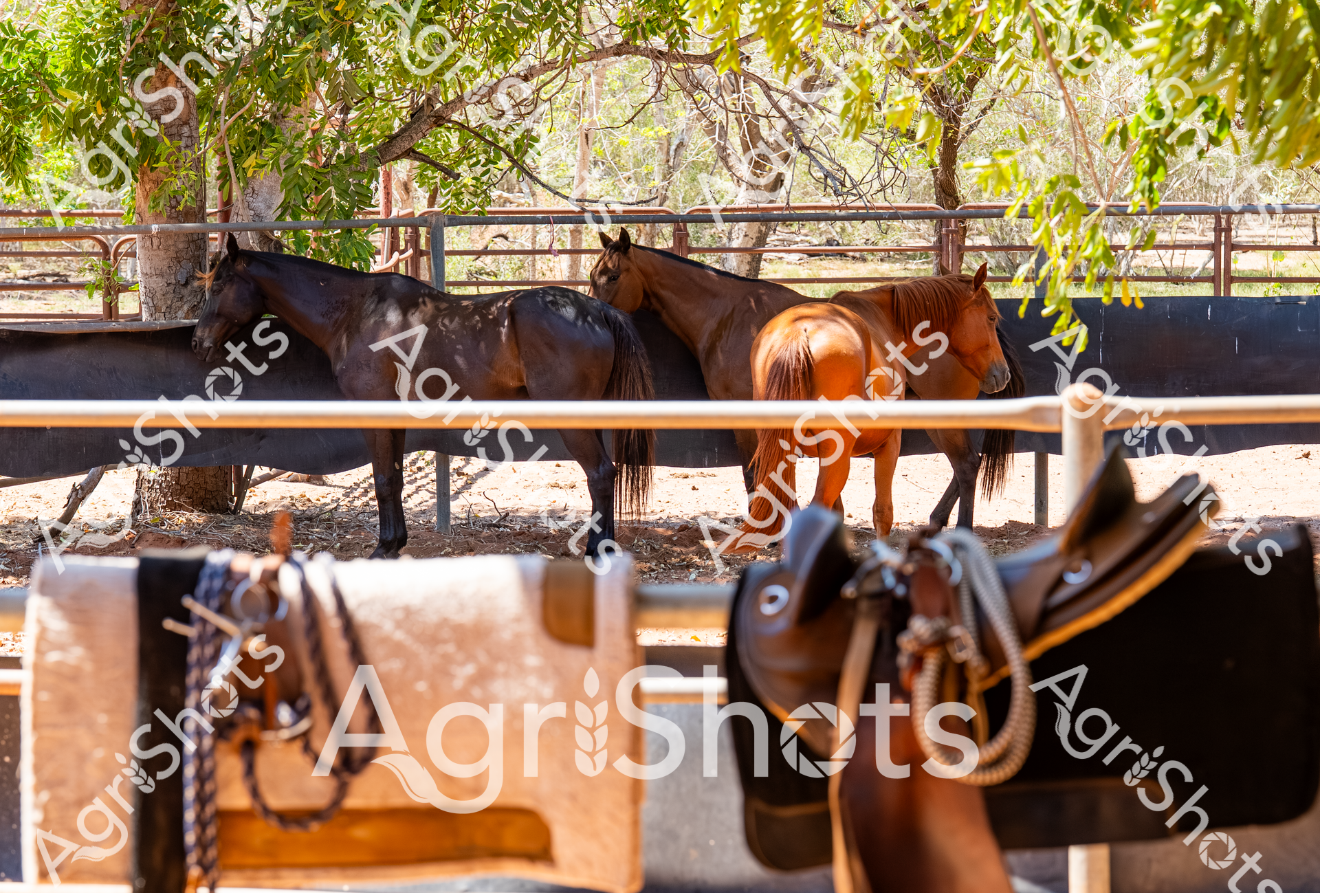 In the sun-dappled paddock of a Western Australian station in the Kimberley Region, three horses stand quietly amid trees and fencing, with well-worn leather saddles in the foreground signaling the start of a spring workday. The horses - ranging from deep black to rich chestnut brown - rest in the shade, their coats gleaming and tails hanging still, reflecting the calm of this pastoral landscape.