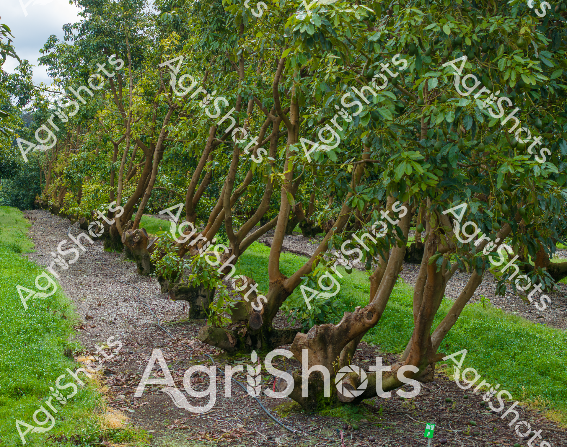 ALMABIN_6909349513_5381939-scaled-watermarked-image-1.png