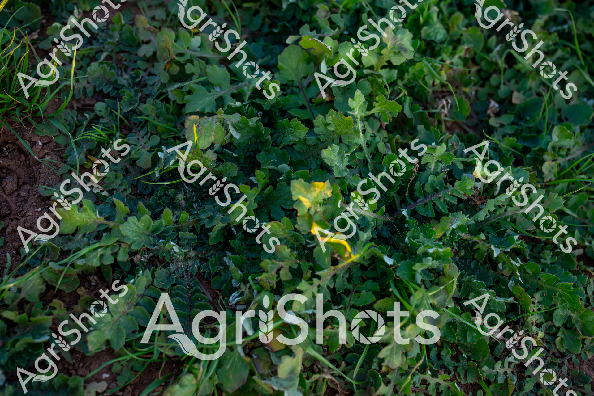 ALMABIN_6957529636_6220348-scaled-watermarked-image-1.png