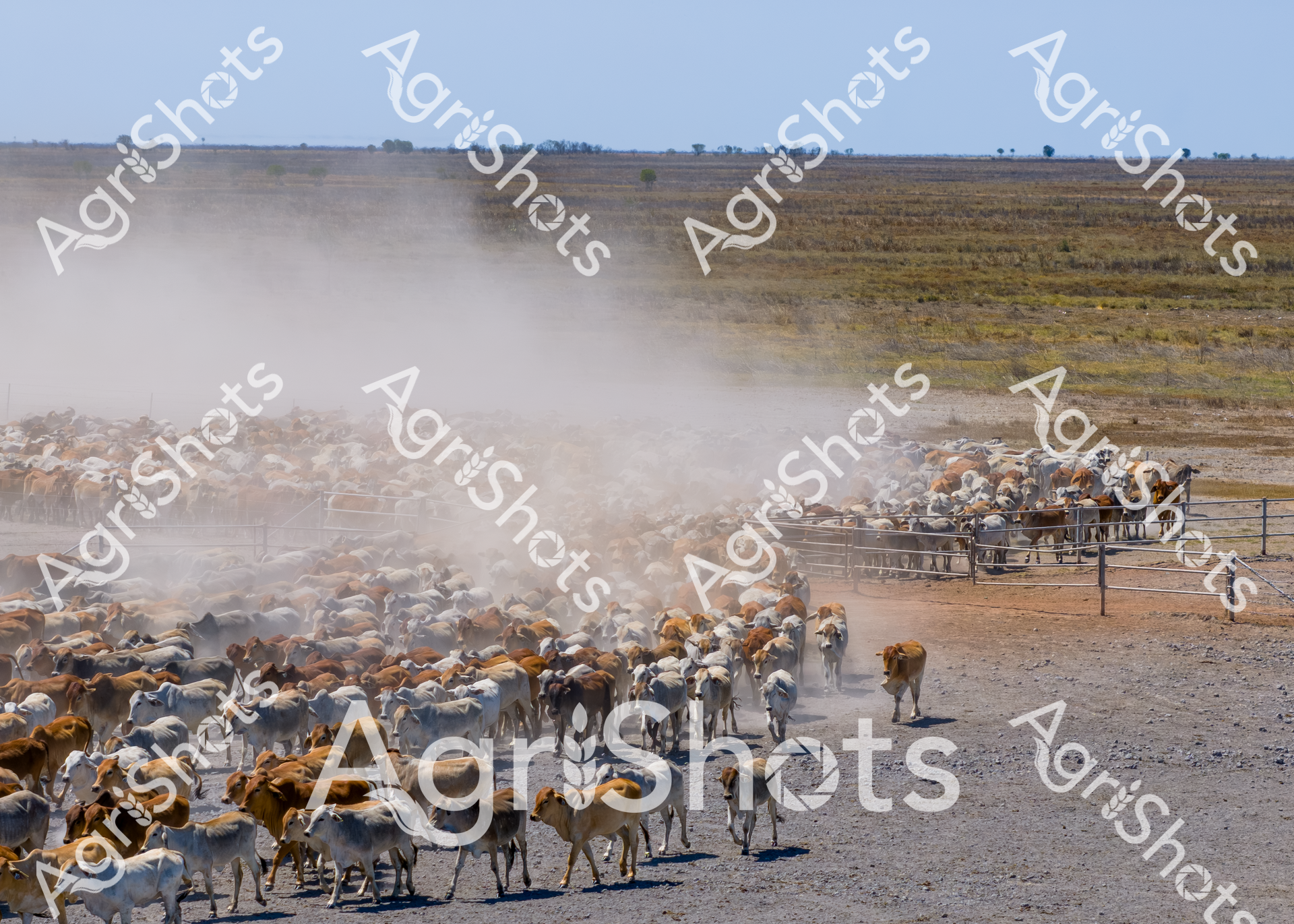 ALMABIN_7013396149_9299372-scaled-watermarked-image-1.png