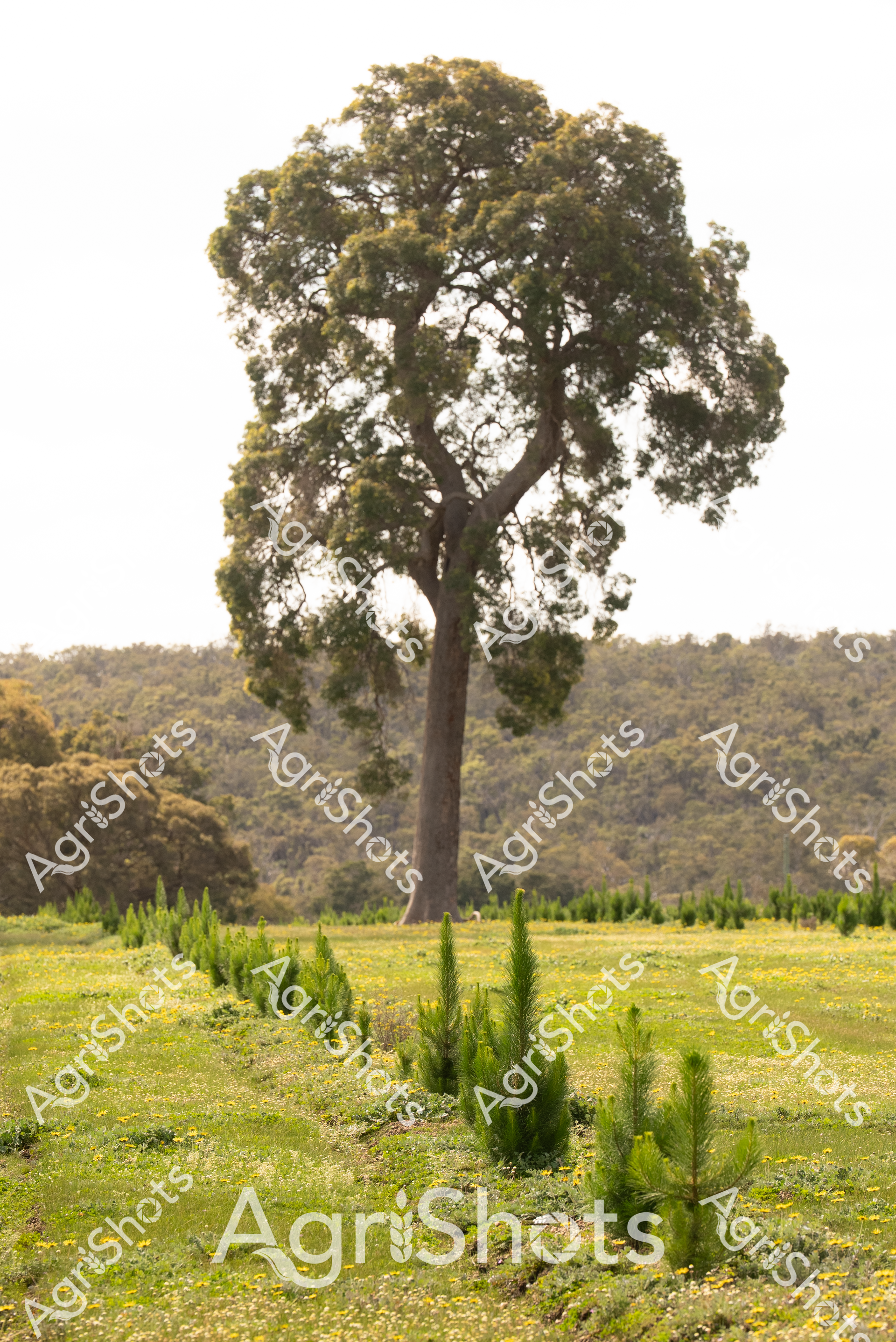 ALMABIN_7153833012_5553740-scaled-watermarked-image-1.png