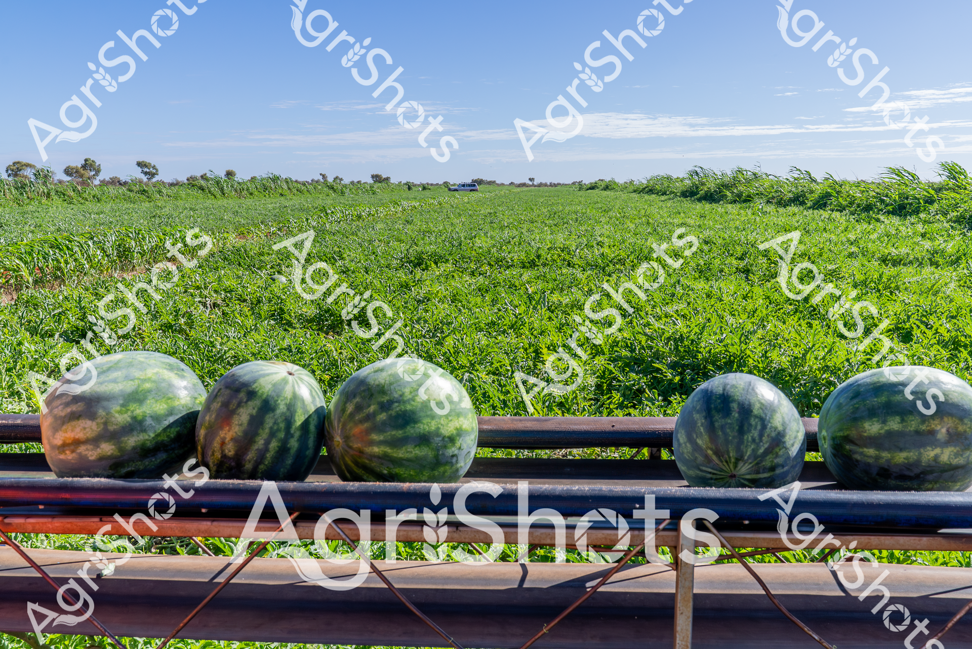 ALMABIN_7167924445_6046877-scaled-watermarked-image-1.png