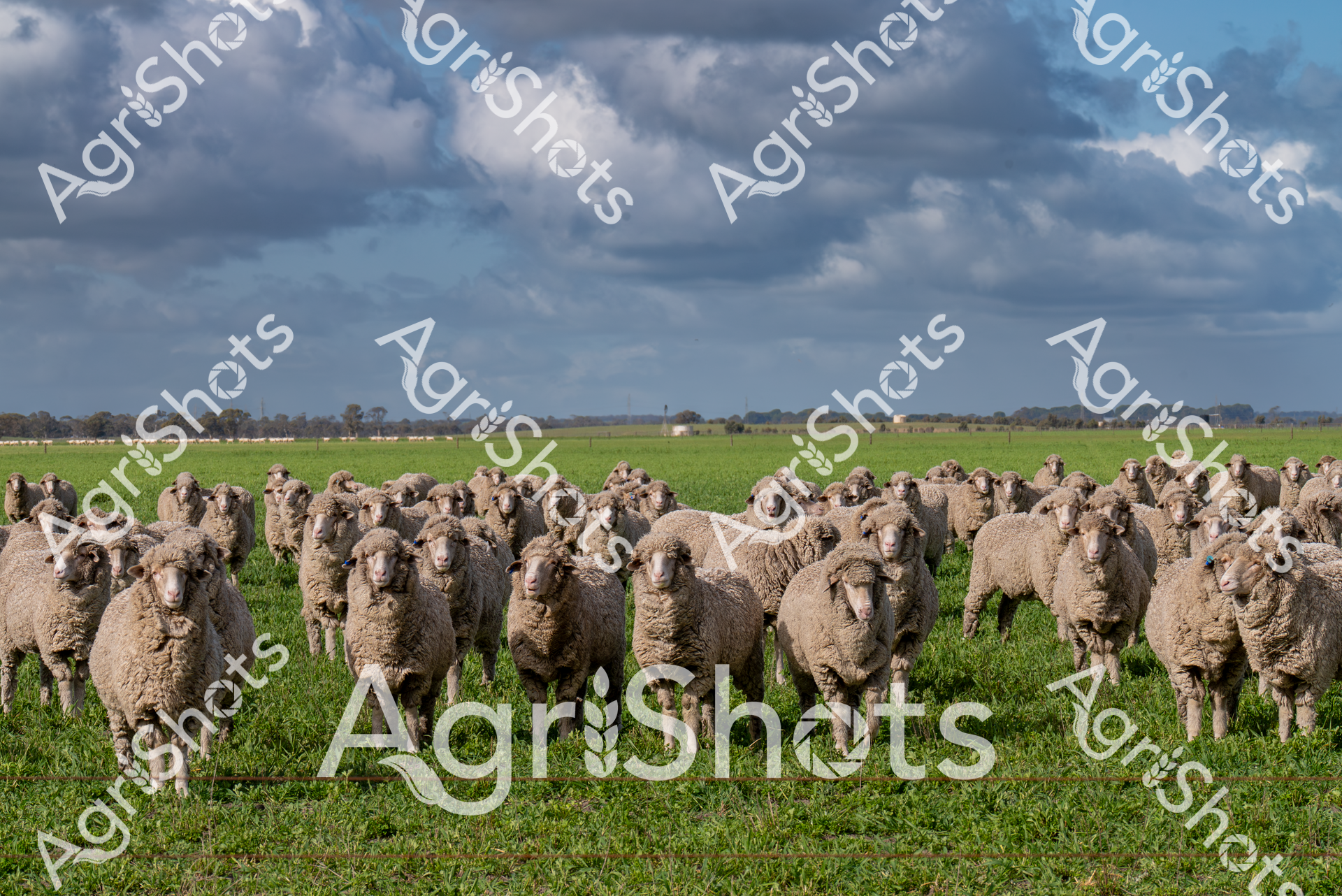 ALMABIN_7181429982_8568921-scaled-watermarked-image-1.png