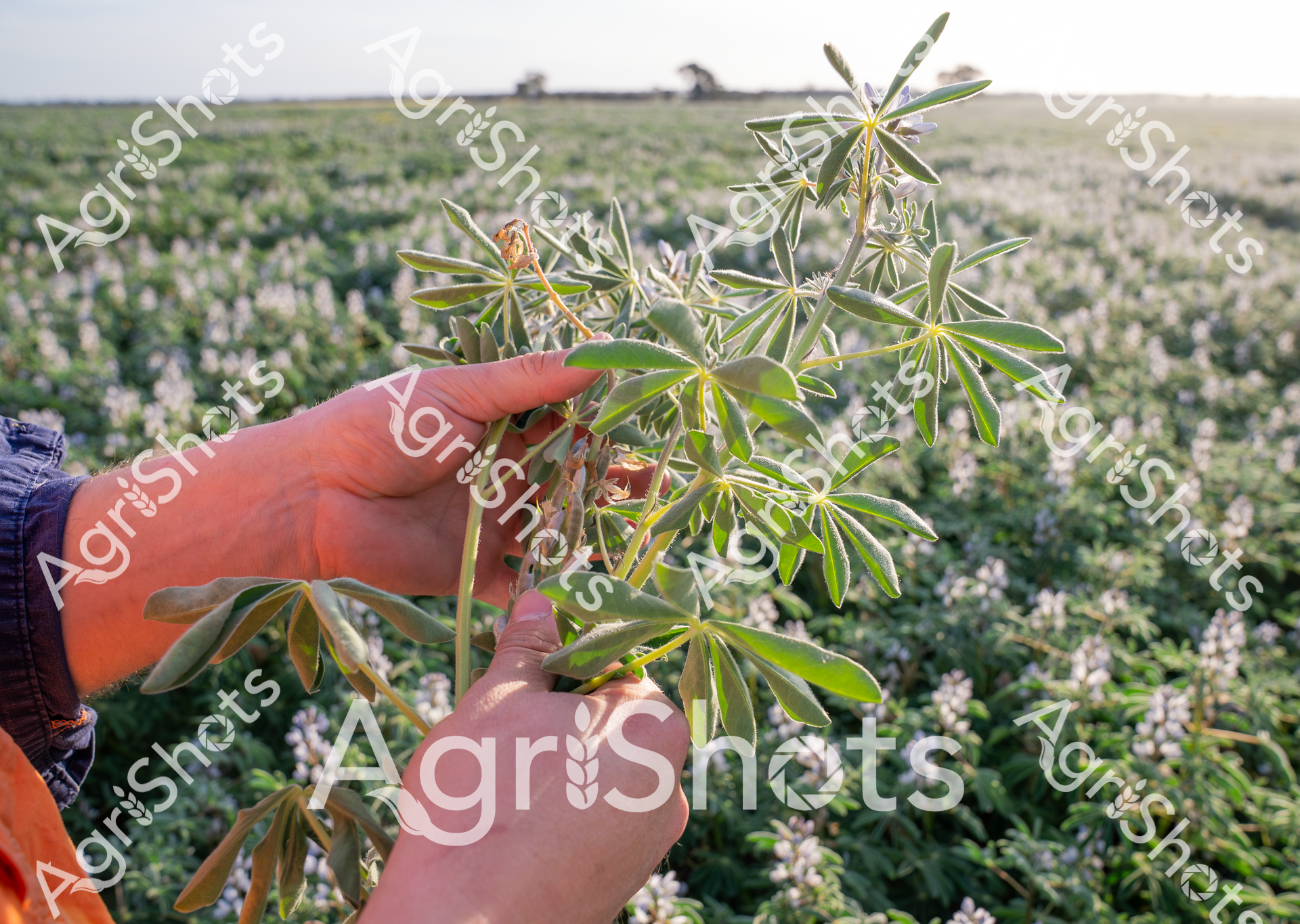 ALMABIN_7325838786_2213214-scaled-watermarked-image-1.png