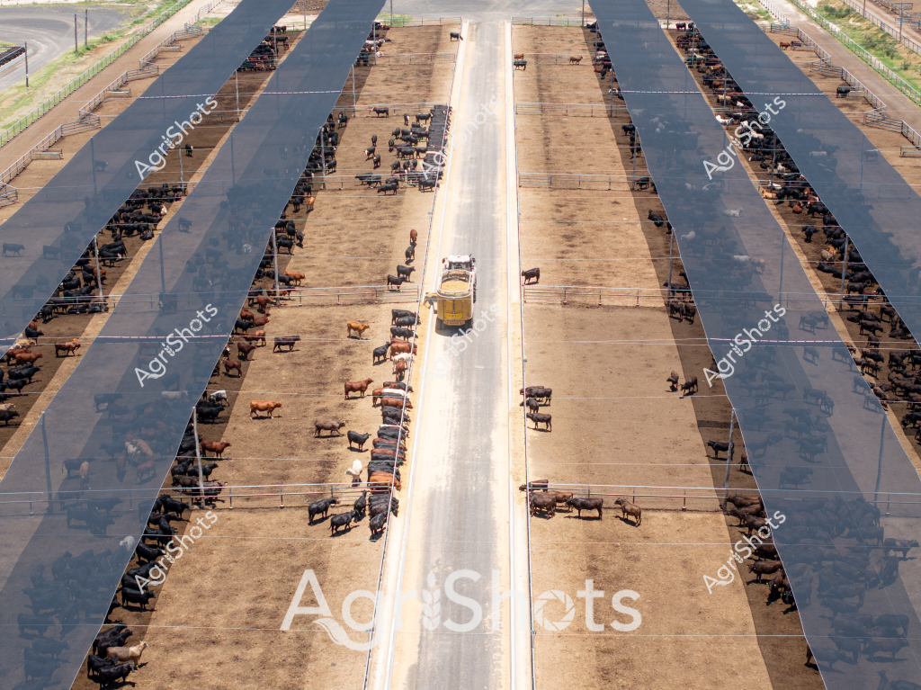 An expansive cattle cattle yards stretches across the landscape, revealing a meticulously organized system of parallel yards filled with black and brown beef cattle. A central concrete roadway bisects the facility, allowing a yellow utility vehicle to traverse between densely populated livestock pens. Hundreds of cattle are strategically grouped along the dusty earthen surfaces, with sturdy metal fencing creating precise boundaries and movement channels. The aerial perspective highlights the industrial scale of modern beef production, where carefully managed herds are prepared for market in a highly structured agricultural environment. Warm earth tones of tan and brown dominate the scene, with the cattle creating a living, moving texture across the systematically designed yards. The infrastructure demonstrates sophisticated livestock management techniques, where animal density, movement, and feeding can be precisely controlled.