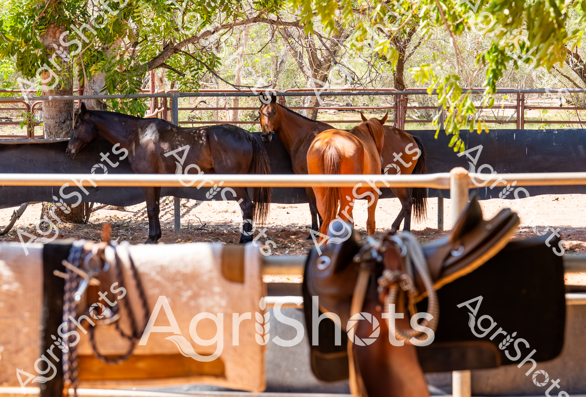 Three horses stand in a fenced paddock at a rural Western Australian station in the Kimberley Region during springtime. Riding saddles are visible in the foreground, with the horses ranging in color from black to chestnut brown, surrounded by trees and a rustic metal fence. The landscape suggests a typical pastoral setting in WA's rugged northern countryside.